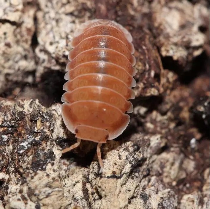 plant/Cubaris 'Citrus' 6+ Count-0