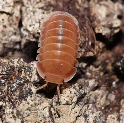 plant/Cubaris 'Citrus' 6+ Count-0-thumbnail