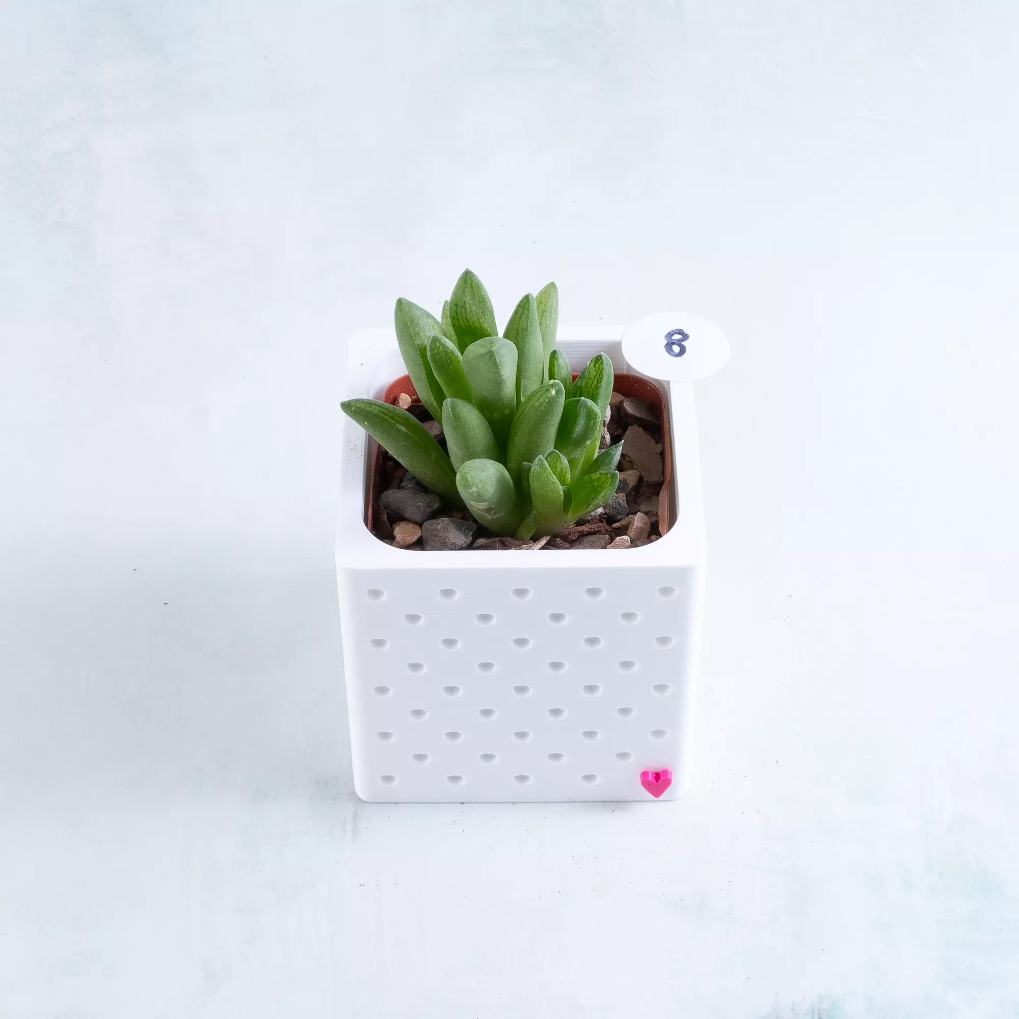 plant/Pot 8 - Haworthia turgida in 2" Snappy Planter (comes fully planted)-0