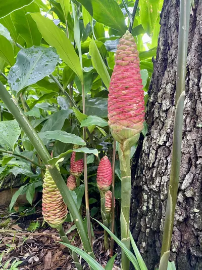 plant/Awaphui Shampoo Ginger Rhizomes.-0-thumbnail