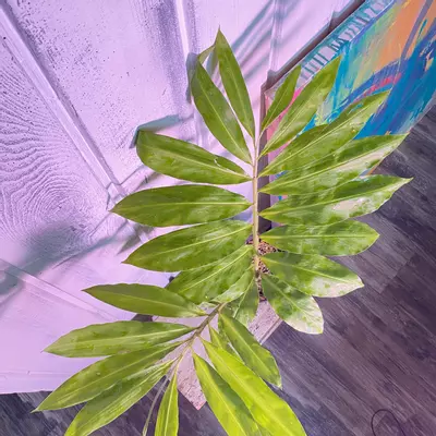 plant/Awaphui Shampoo Ginger Rhizomes.-7-thumbnail