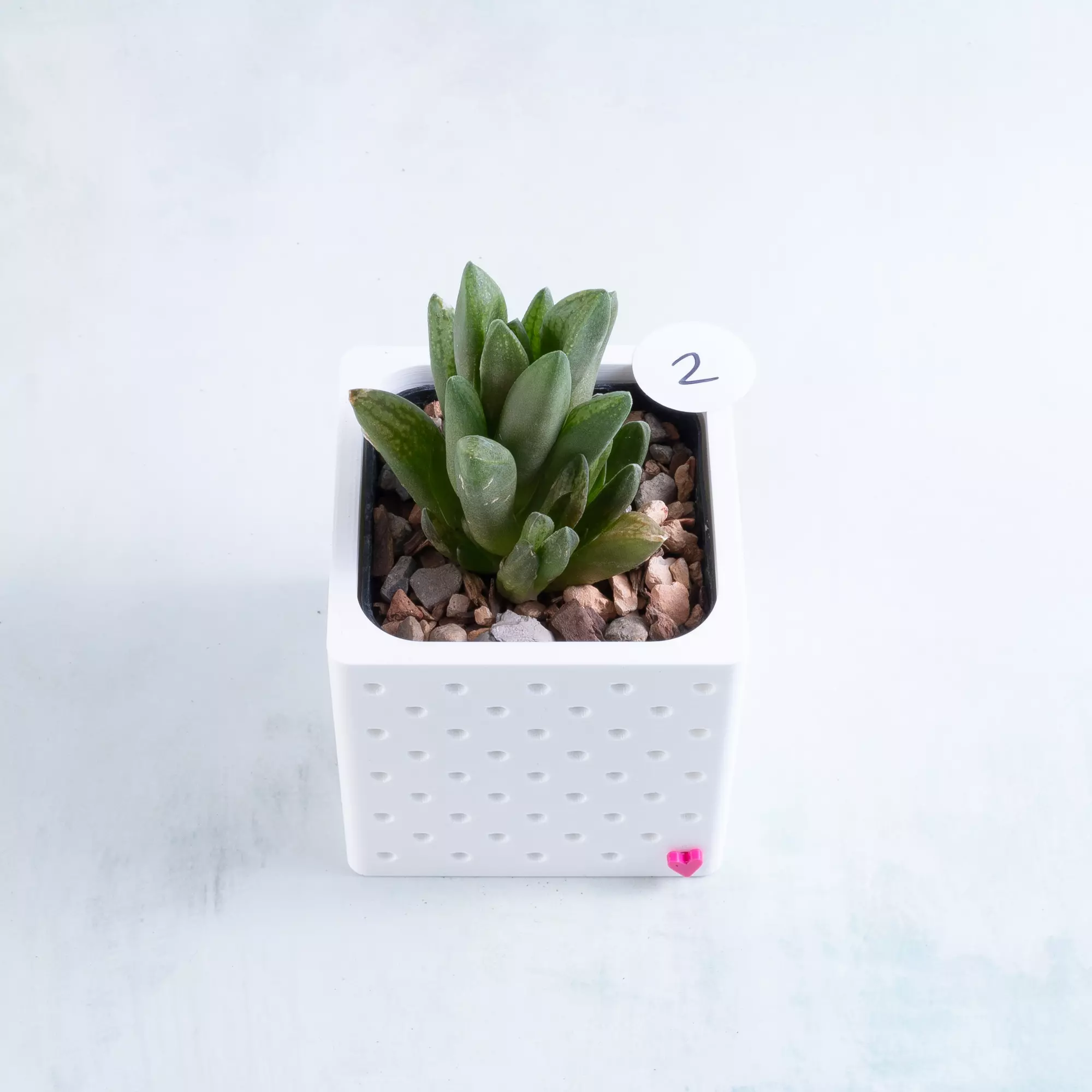 plant/Pot 2 - Haworthia turgida in 2" Snappy Planter (comes fully planted)-0