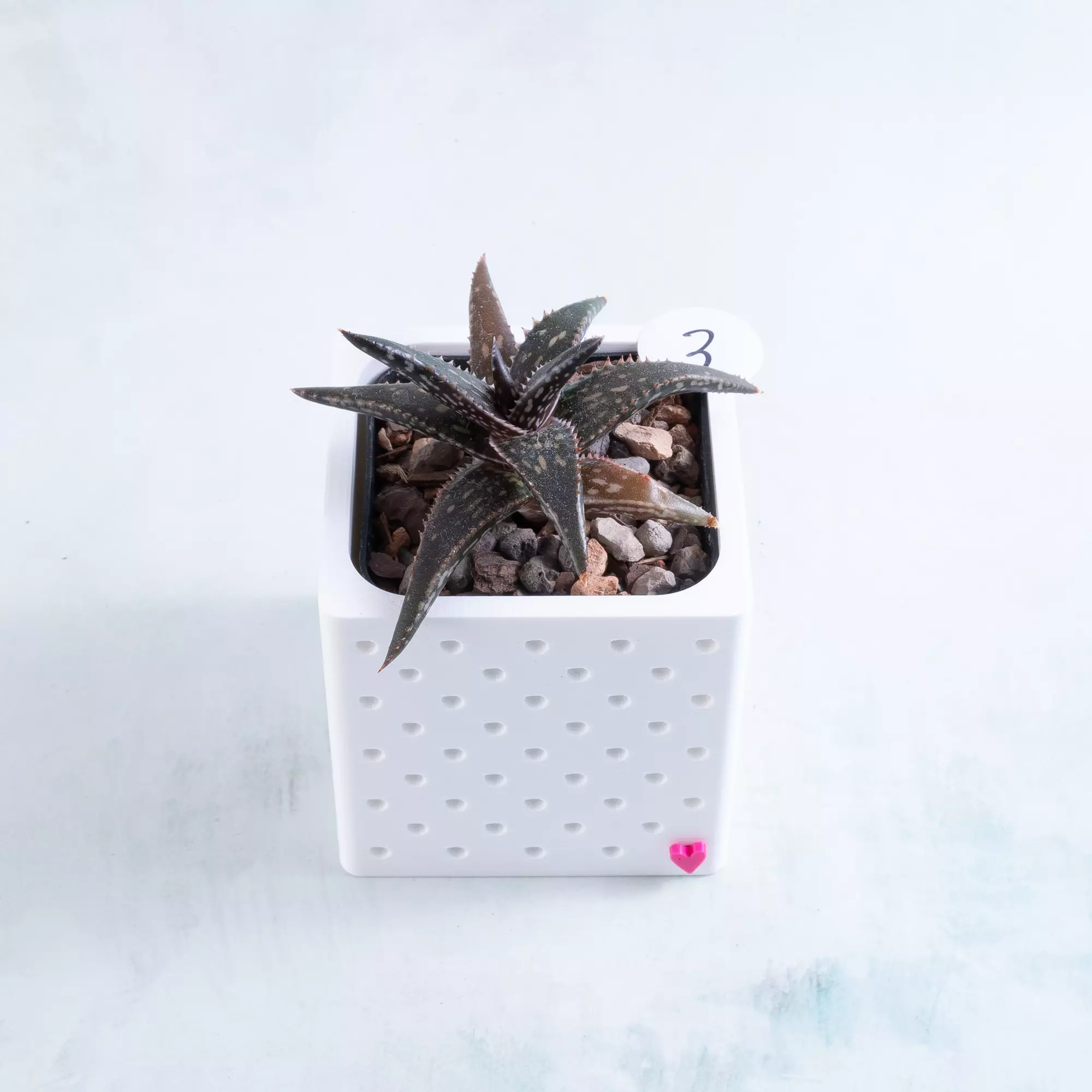 plant/Pot 3 - Aloe jucunda in 2" Snappy Planter (comes fully planted)-0