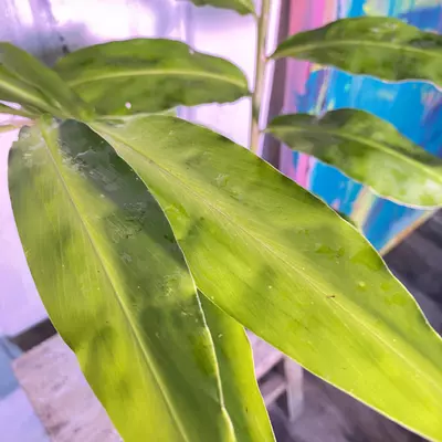 plant/Awaphui Shampoo Ginger Rhizomes.-4-thumbnail