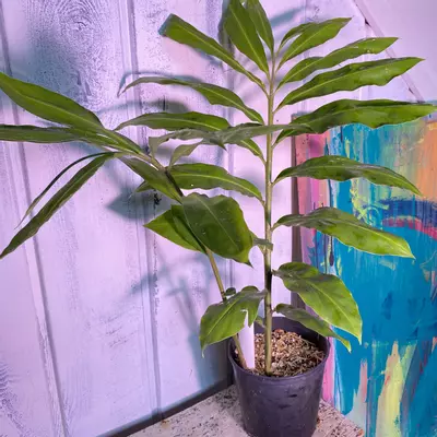 plant/Awaphui Shampoo Ginger Rhizomes.-3-thumbnail