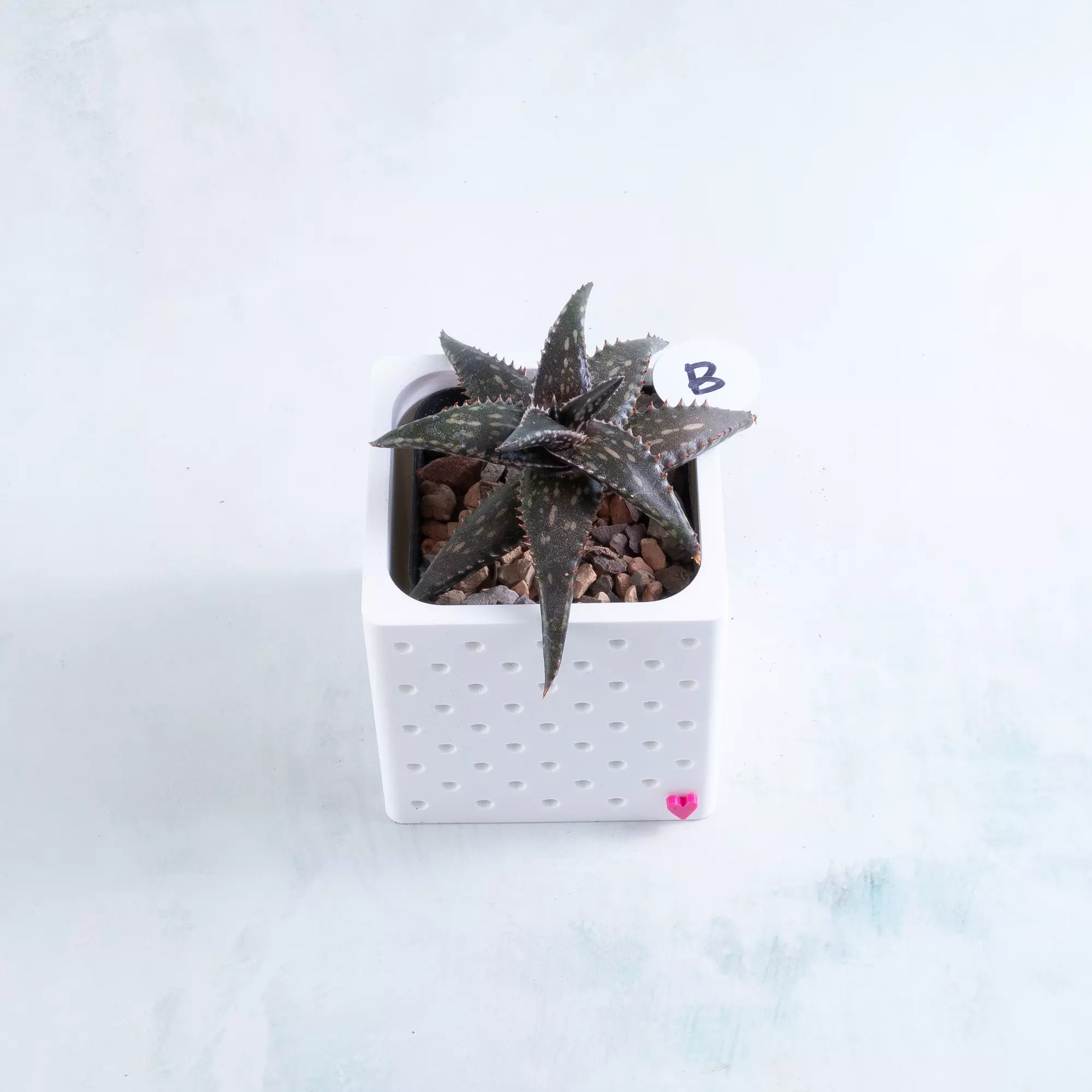 plant/Pot B - Aloe jucunda in 2" Snappy Planter (comes fully planted)-0