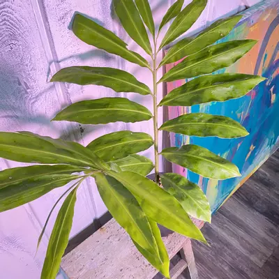 plant/Awaphui Shampoo Ginger Rhizomes.-6-thumbnail