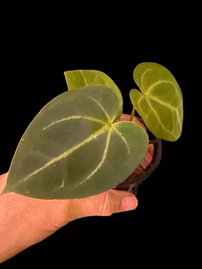 plant/Anthurium Red Crystal x Besseae 0028-0-thumbnail