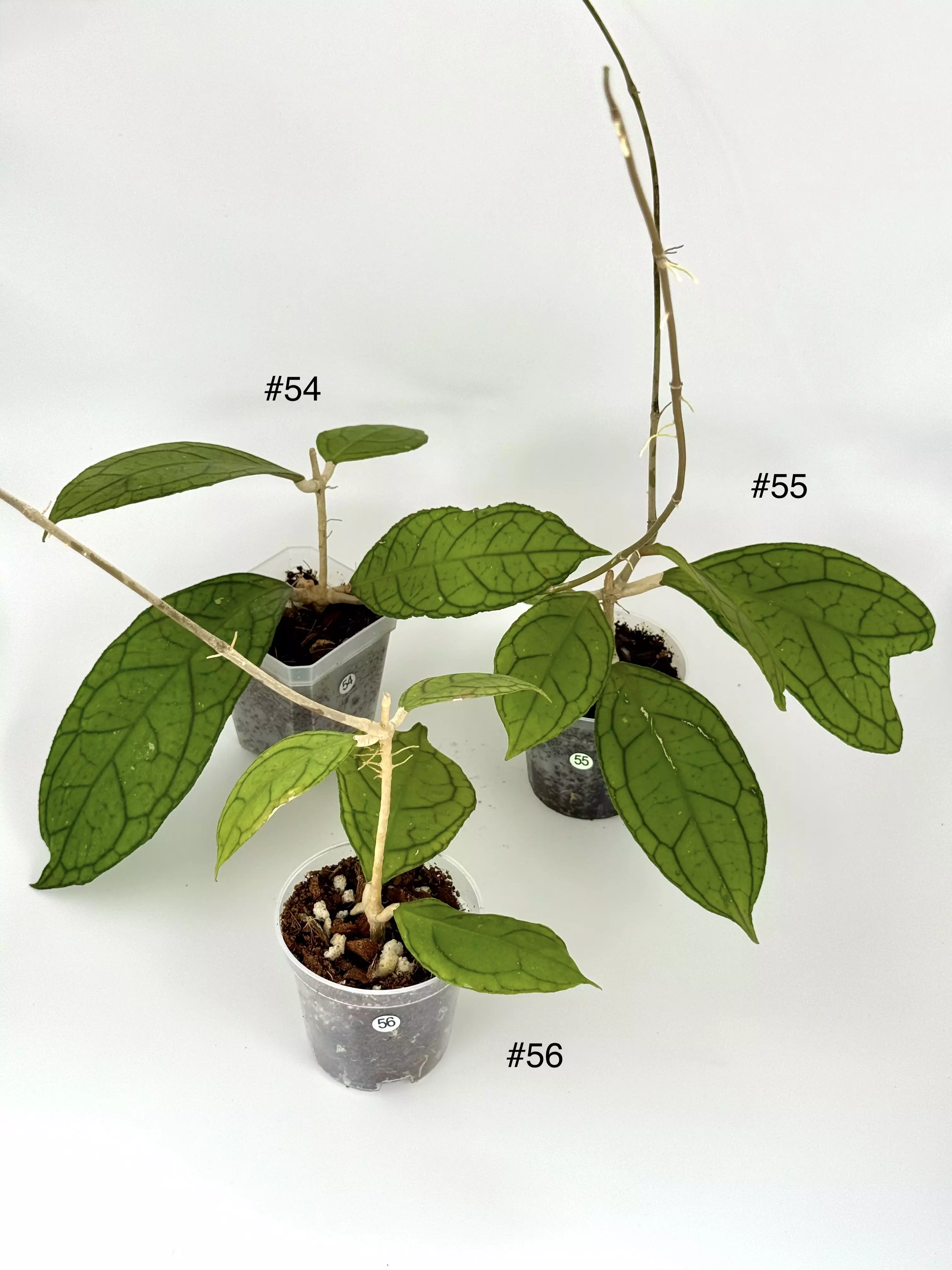 plant/Hoya Callistophylla AH003 Round Leaf (Grower's Choice)-0