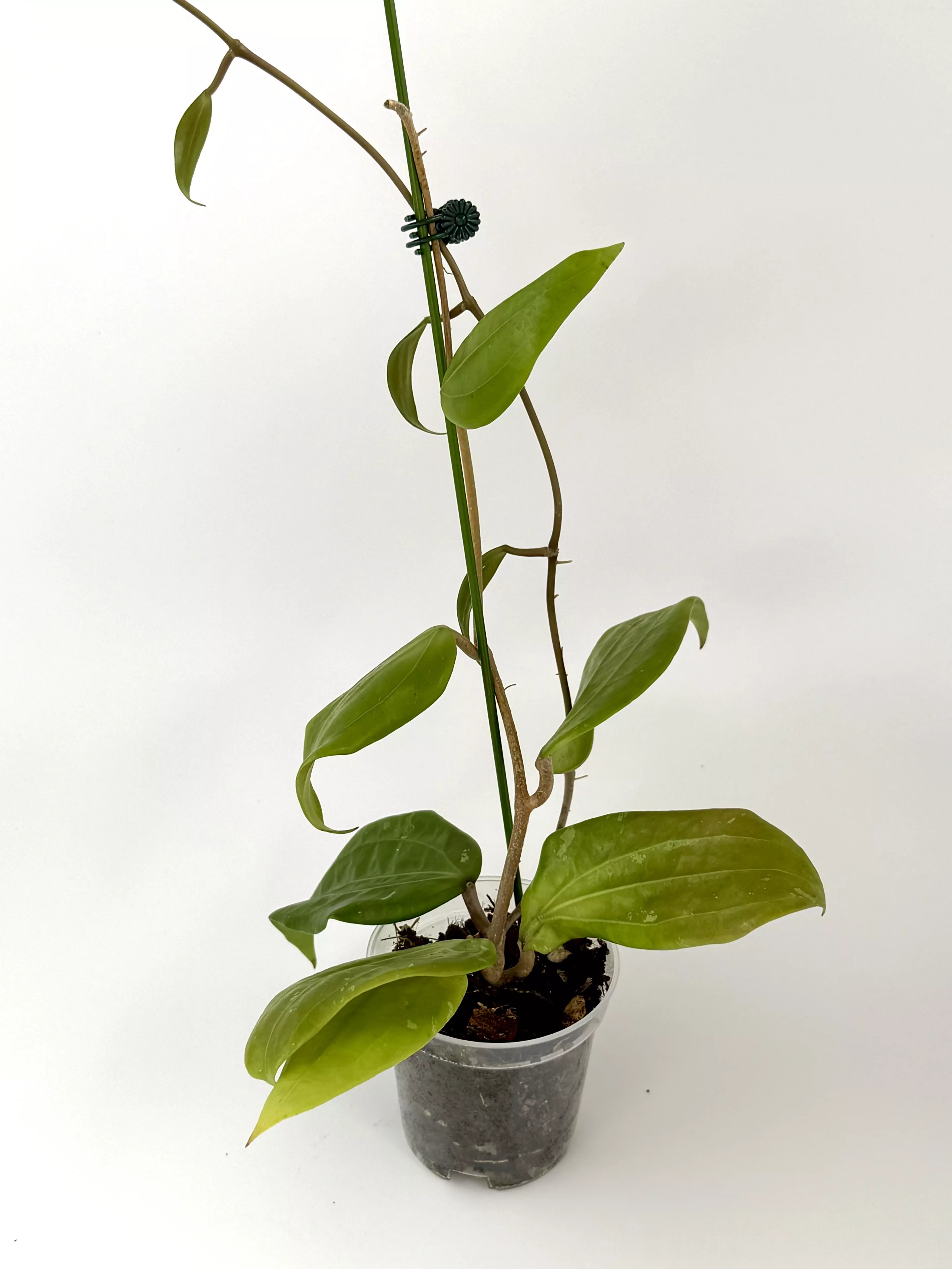 plant/Hoya UT-039 'Flores Island' -0