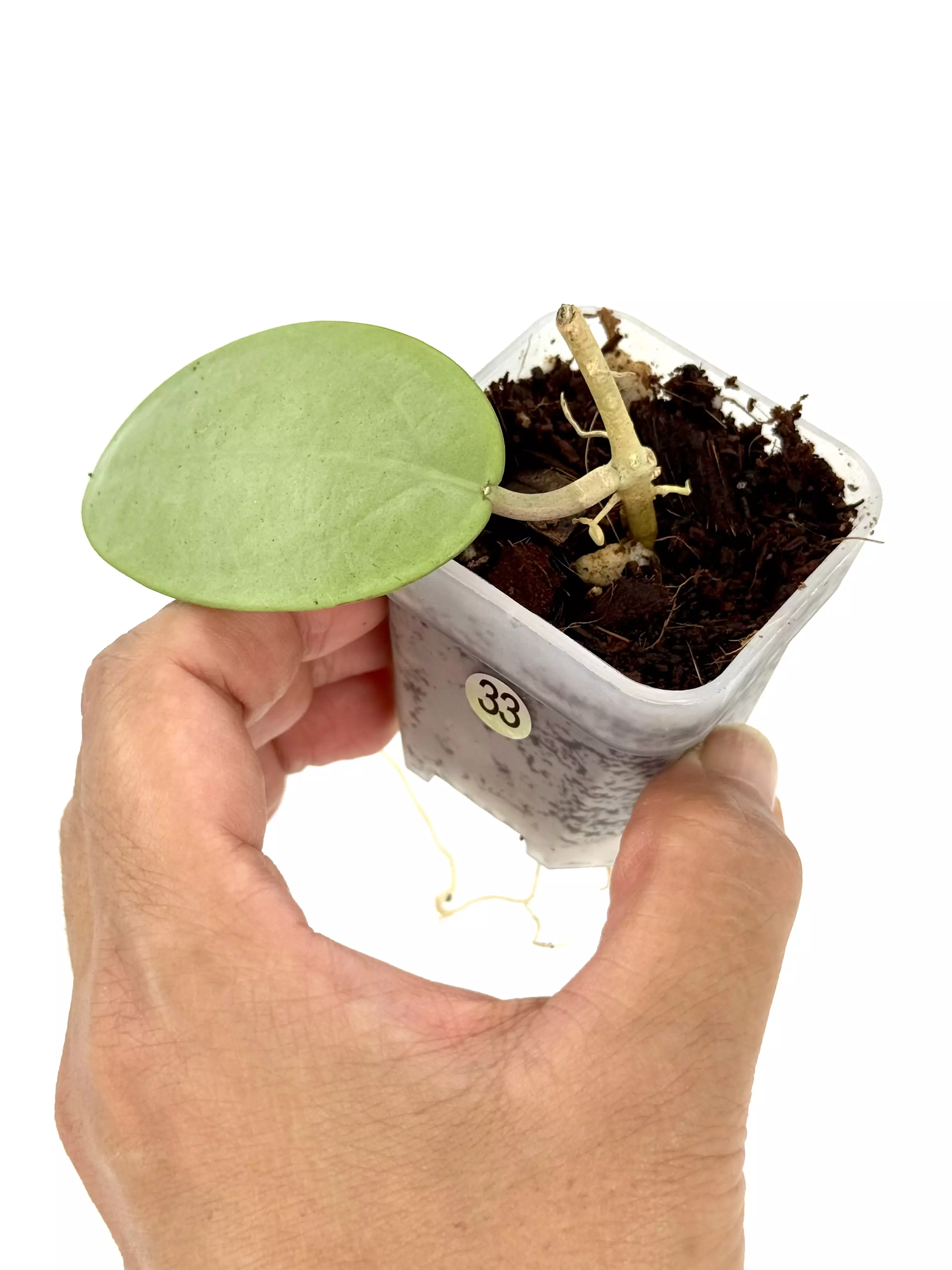 plant/Hoya 'Silver Dollar' (MB 1405 AG)-0