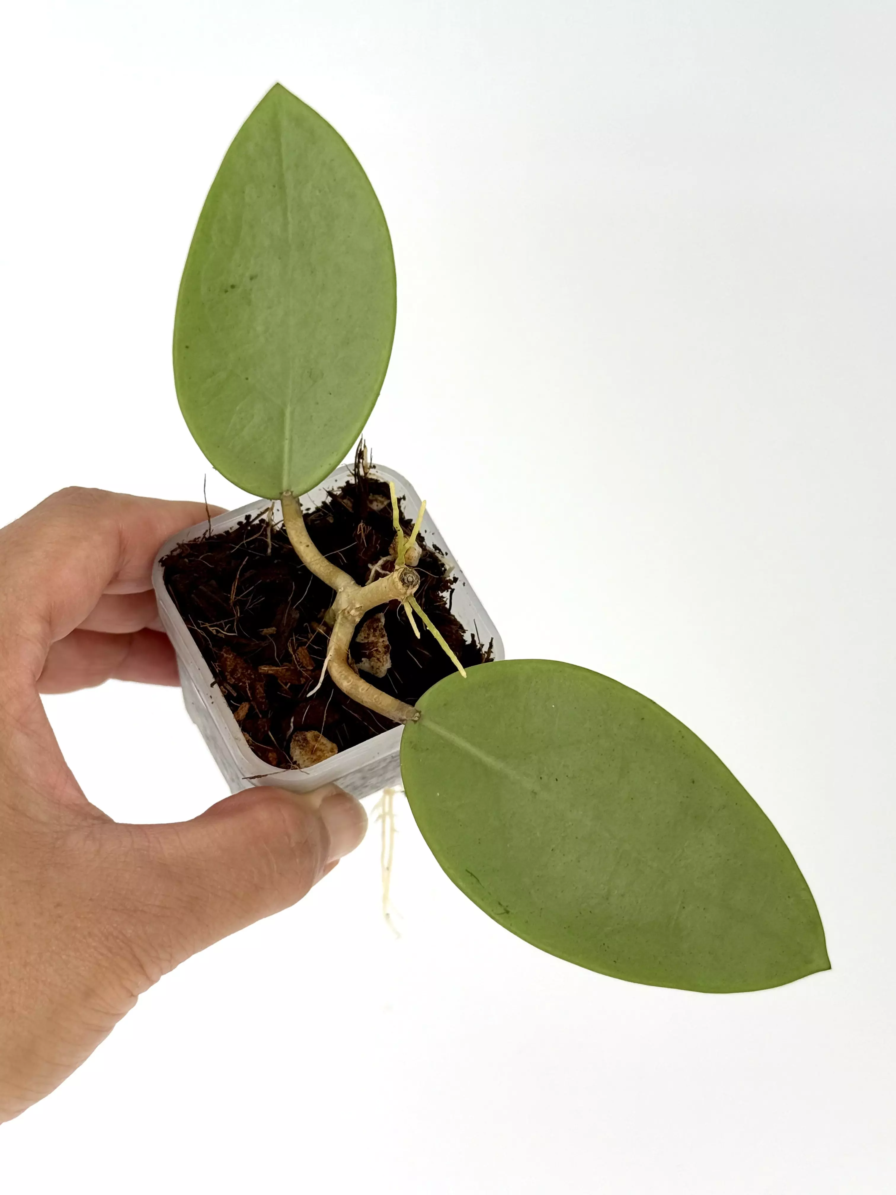 plant/Hoya 'Silver Dollar' (MB 1405 AG)-0
