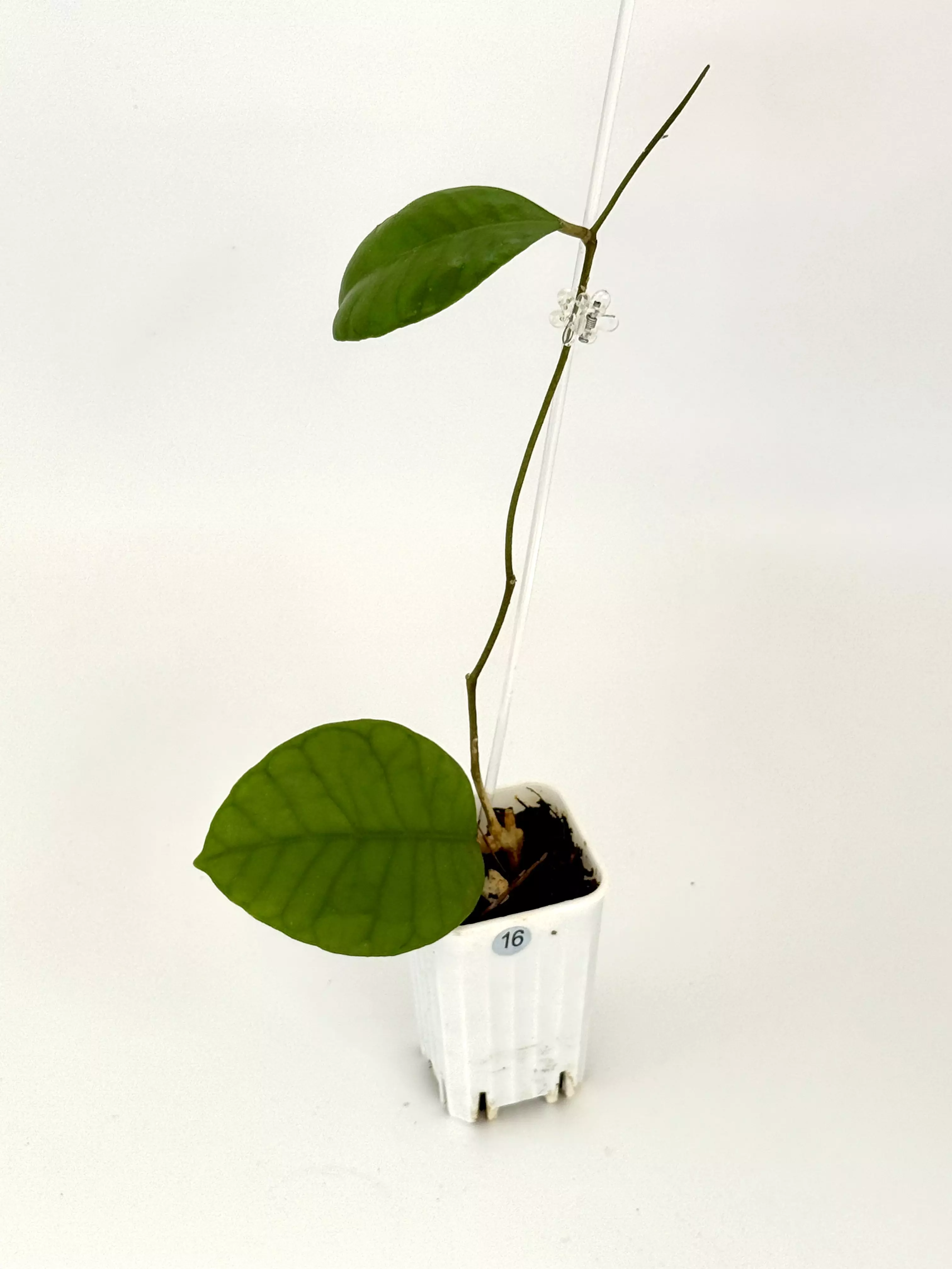 plant/Hoya sp. Ivory Mountain Borneo-0