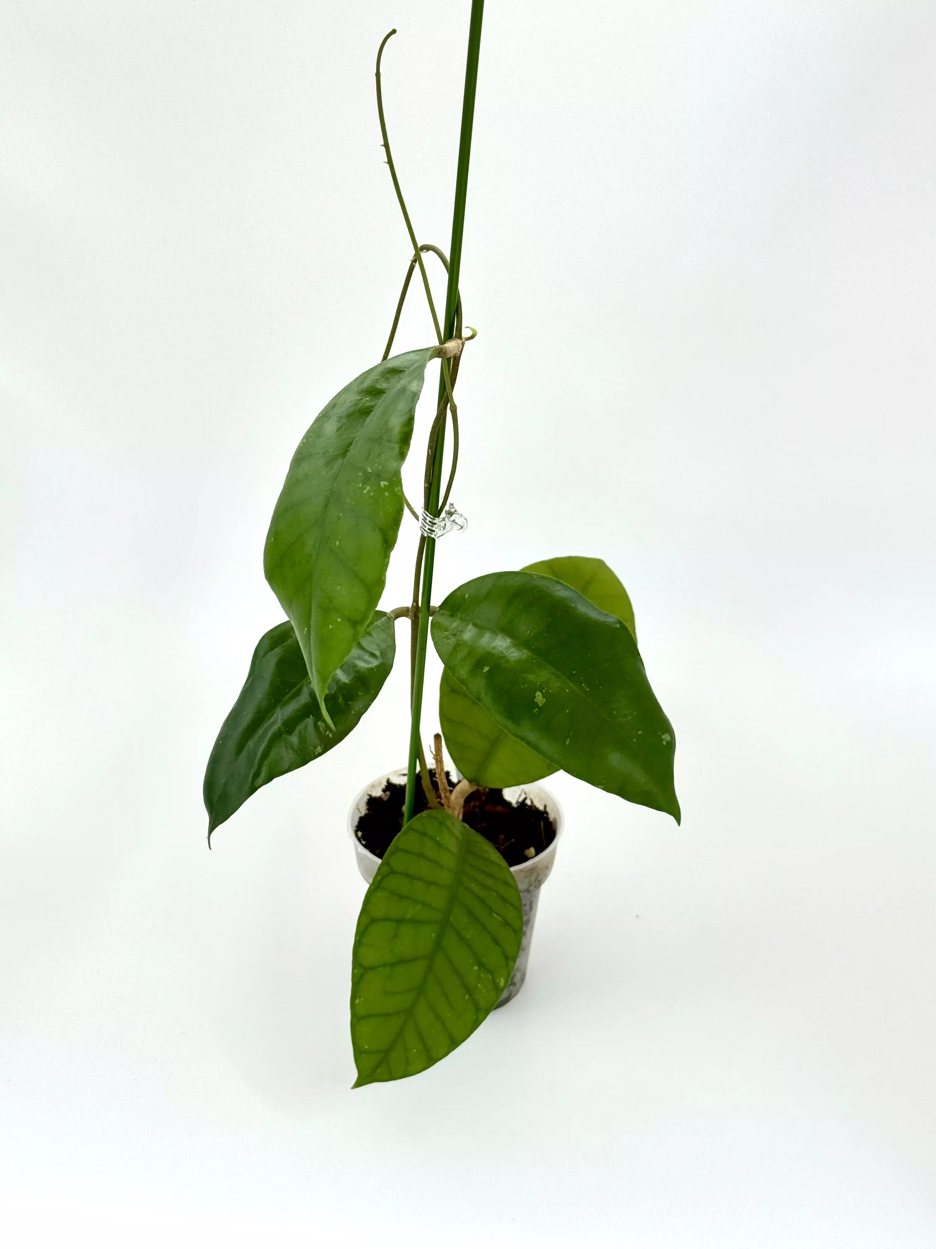 plant/Hoya sp. Ivory Mountain Borneo-0
