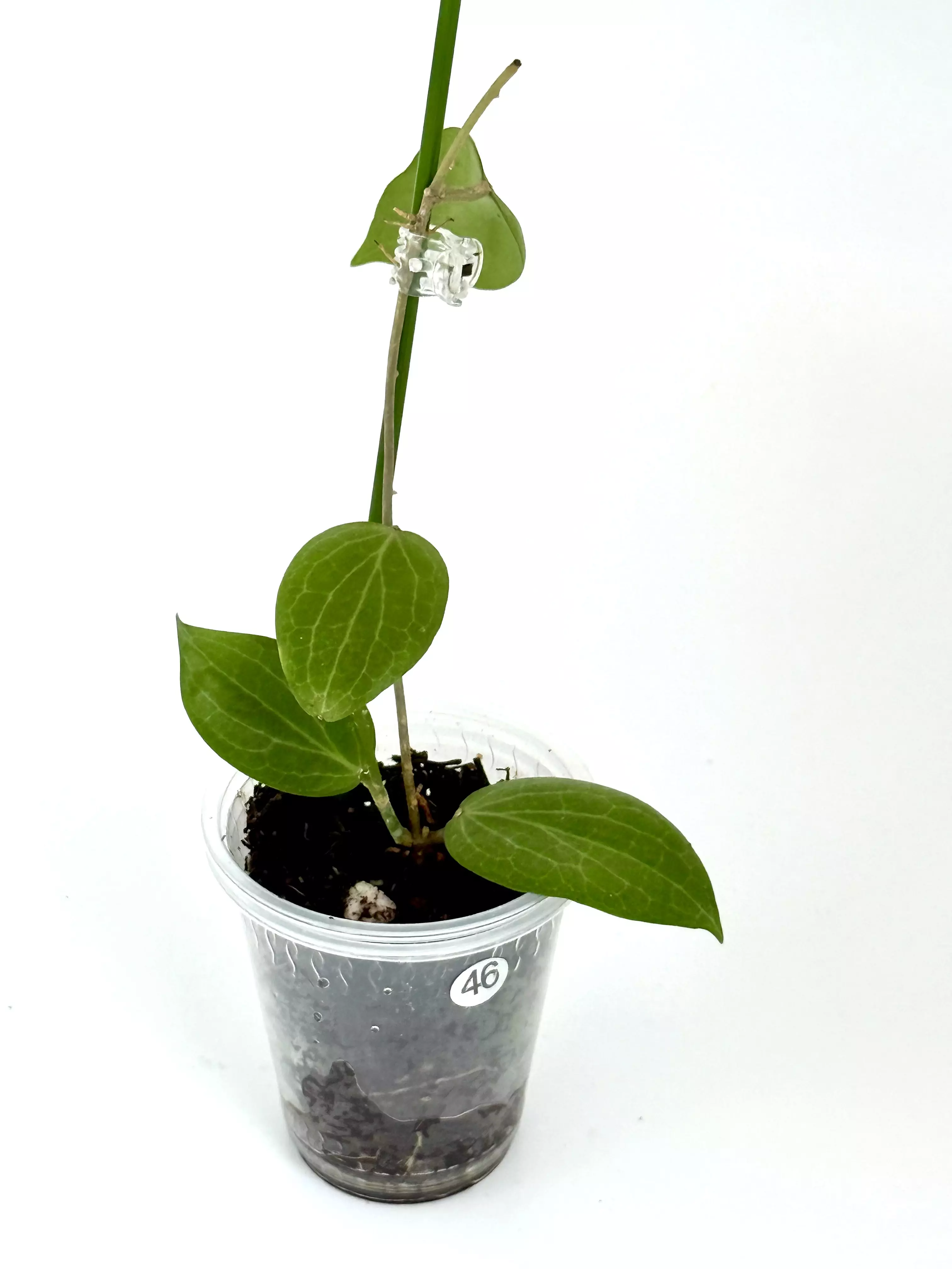 plant/Hoya Fitchii orange-0