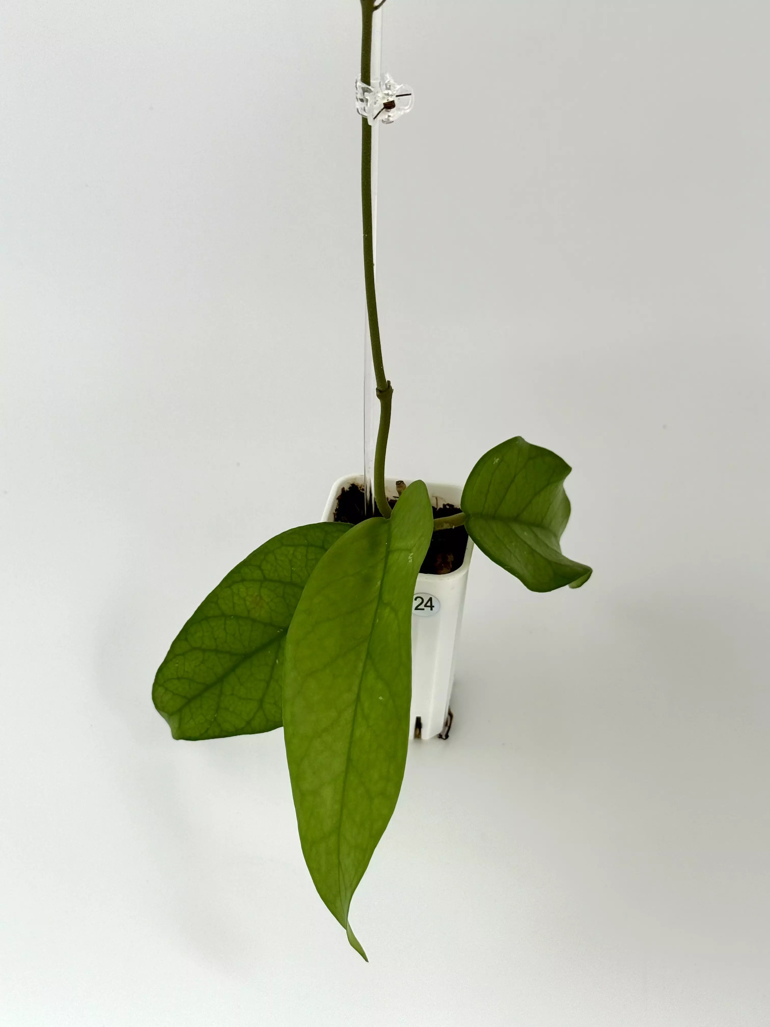 plant/Hoya Tam Dao-0