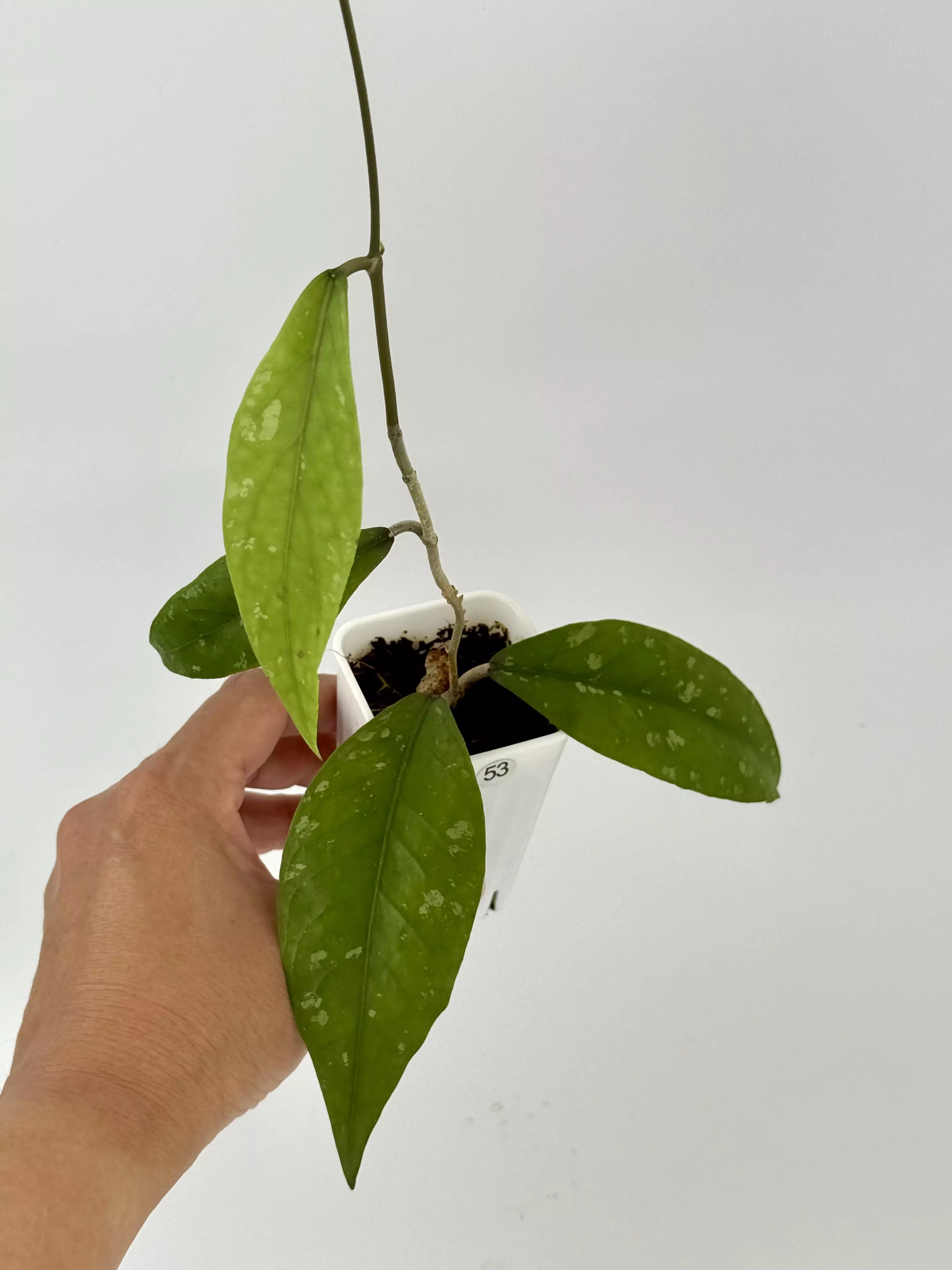 plant/Hoya Aceh Air Suri-0