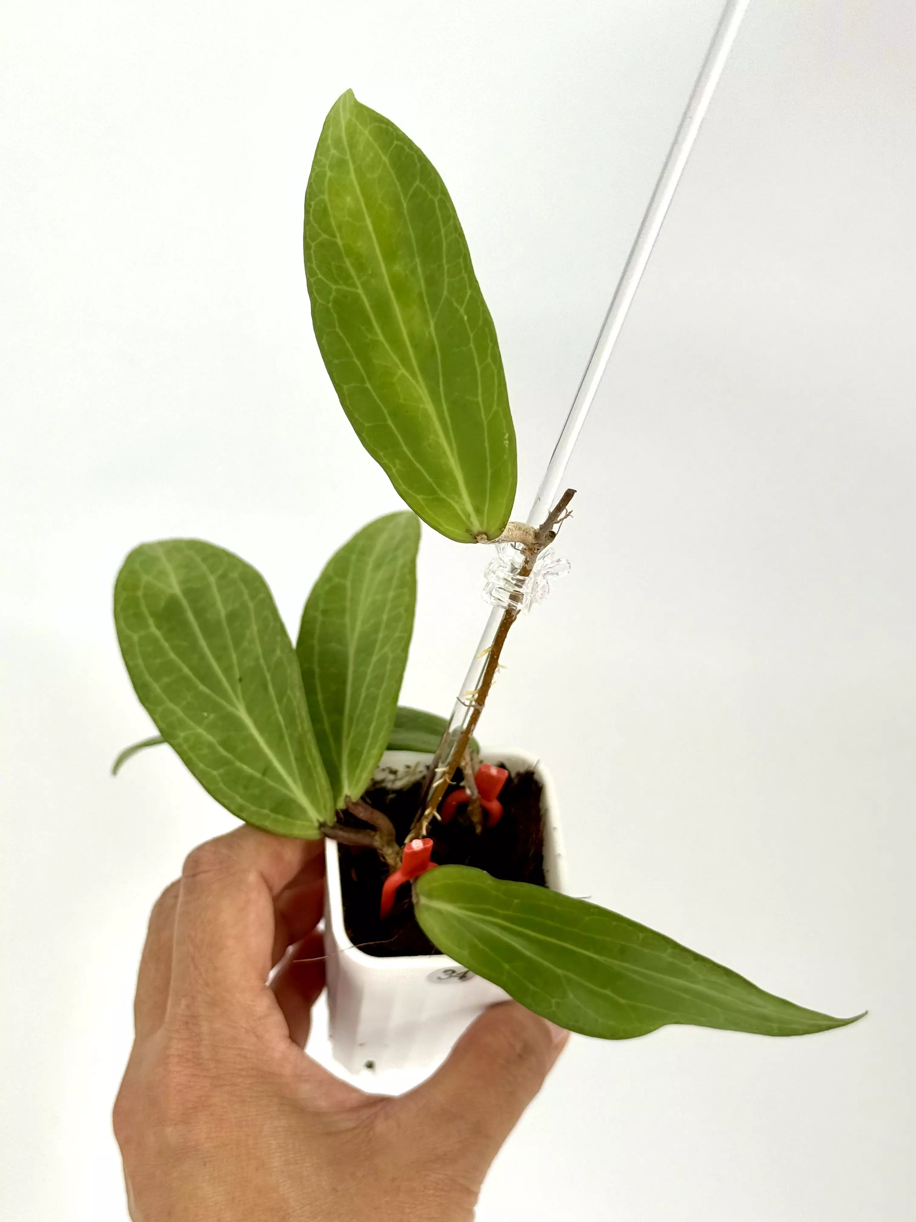 plant/Hoya sp. Philippines (2 plants in 1 pot)-0