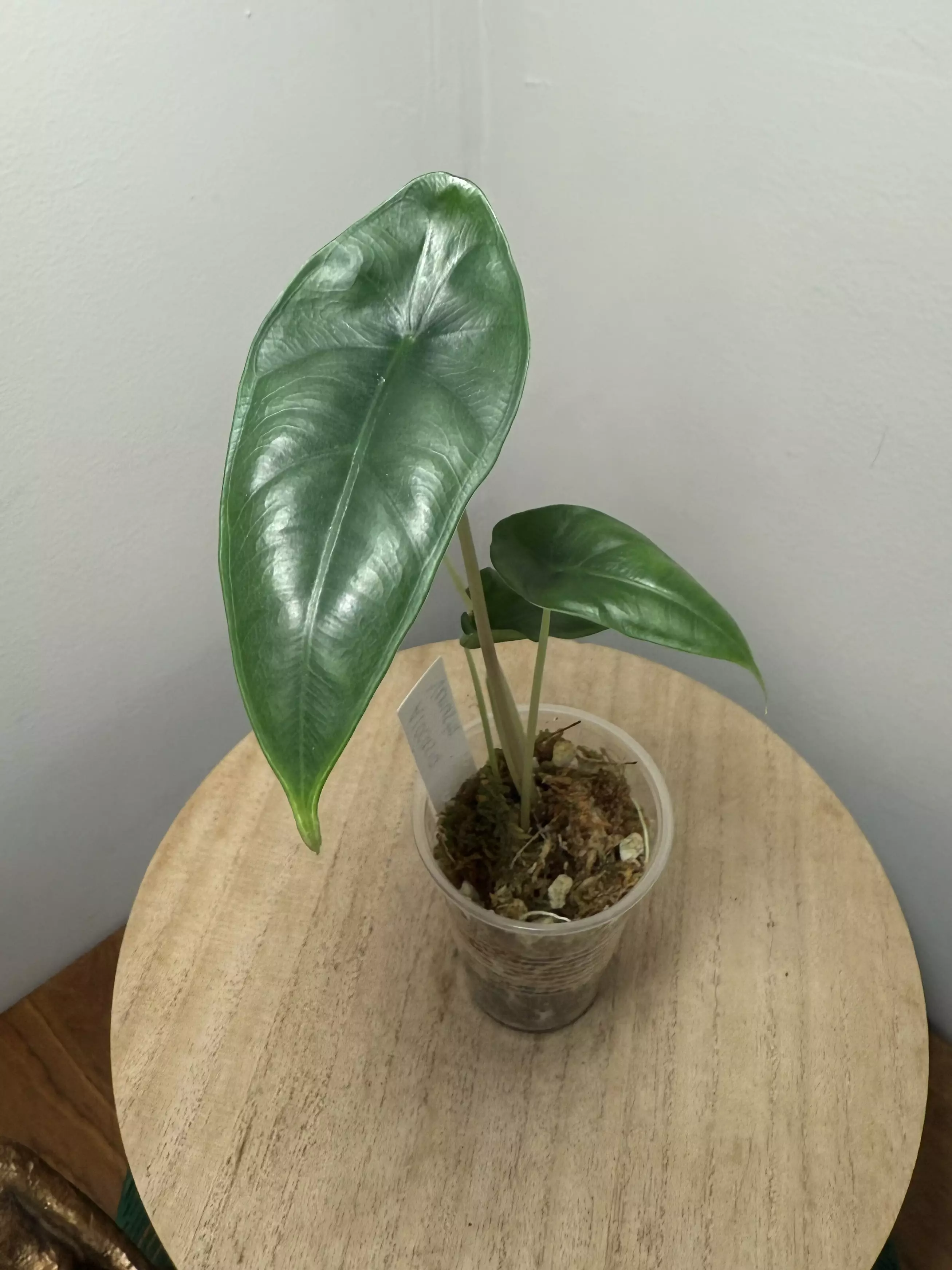 plant/Alocasia Venusta-0