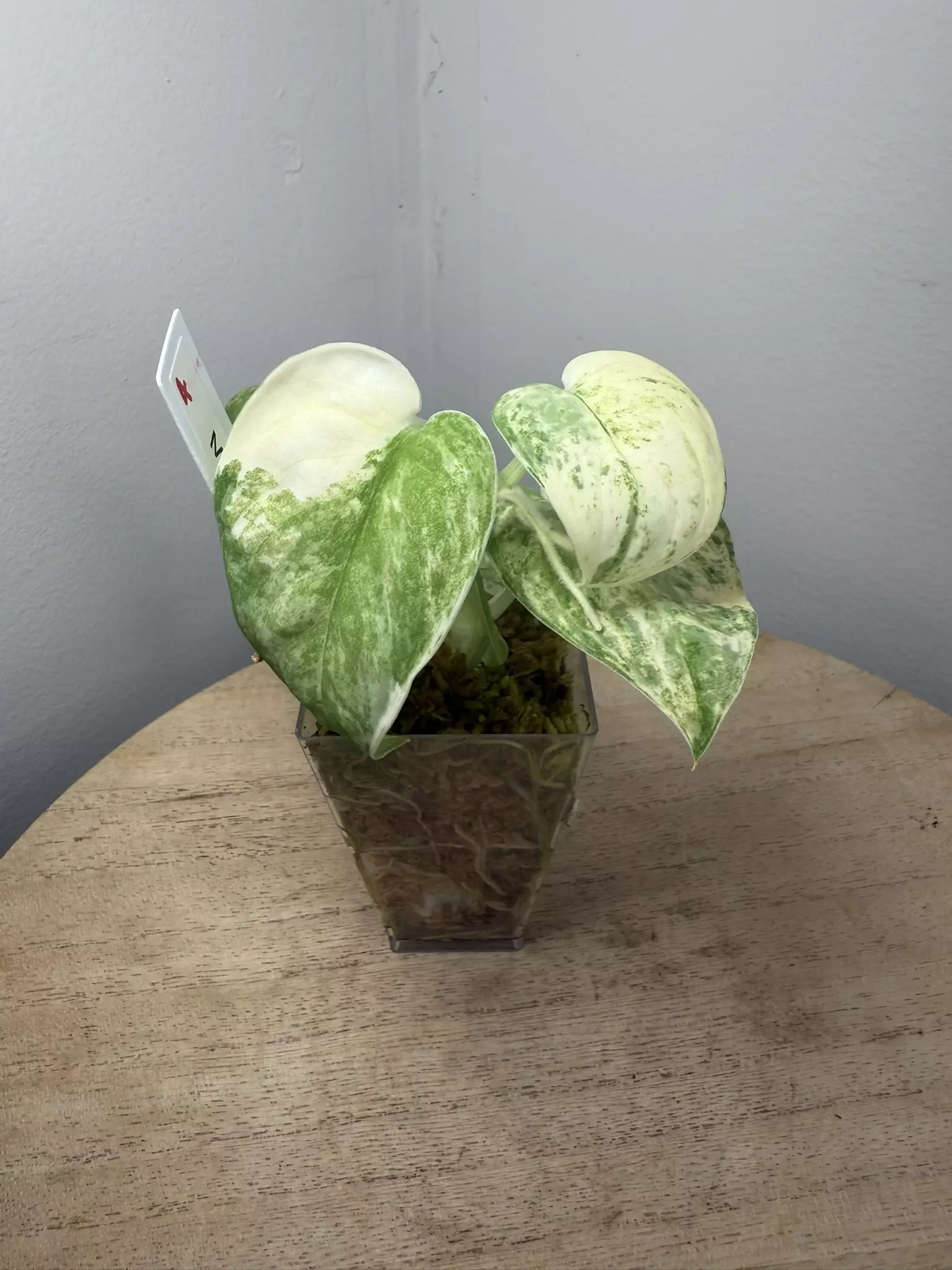 plant/Mangurai Scindapsus-0