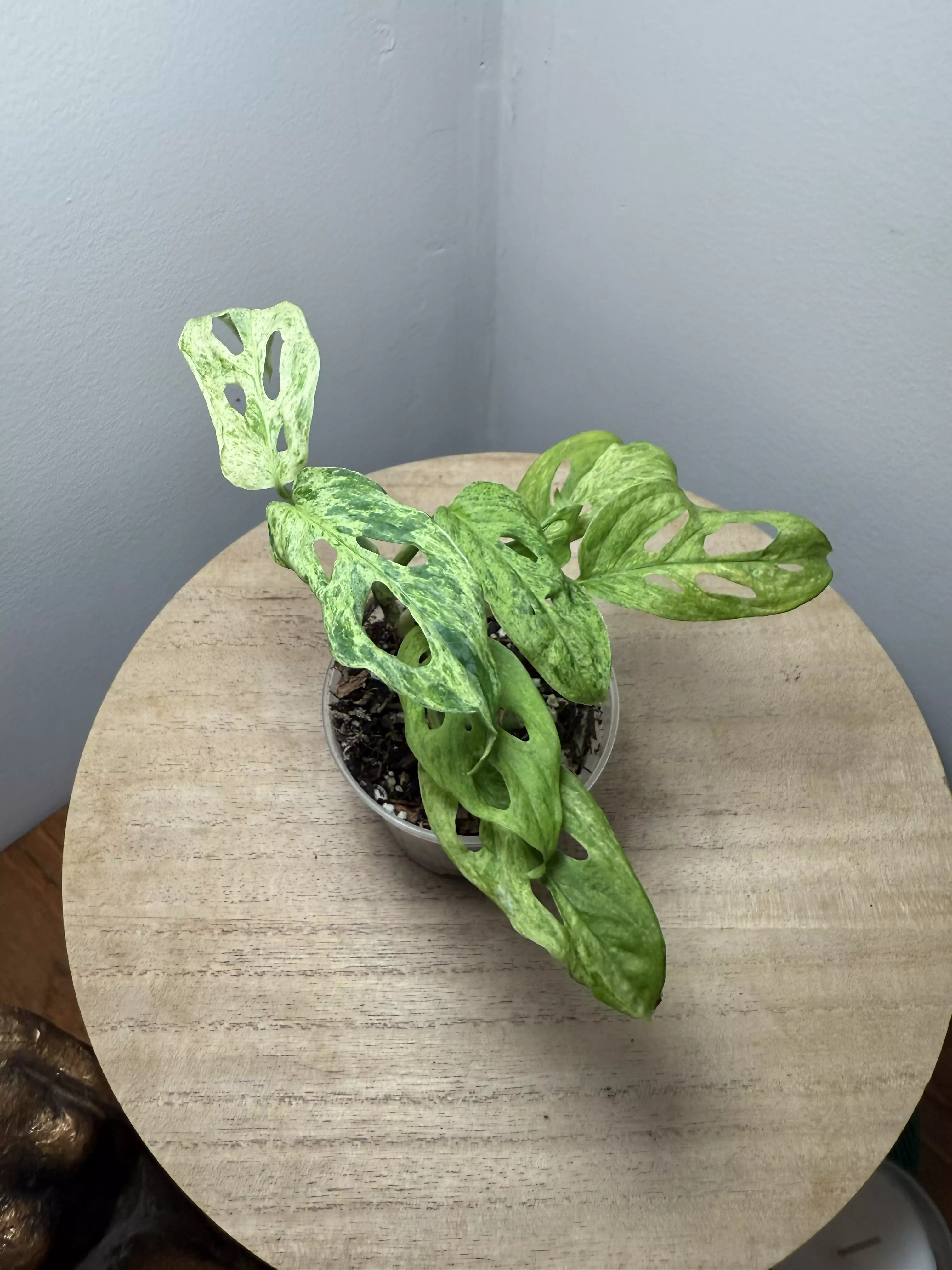 plant/Frozen Freckles Adansonii-0