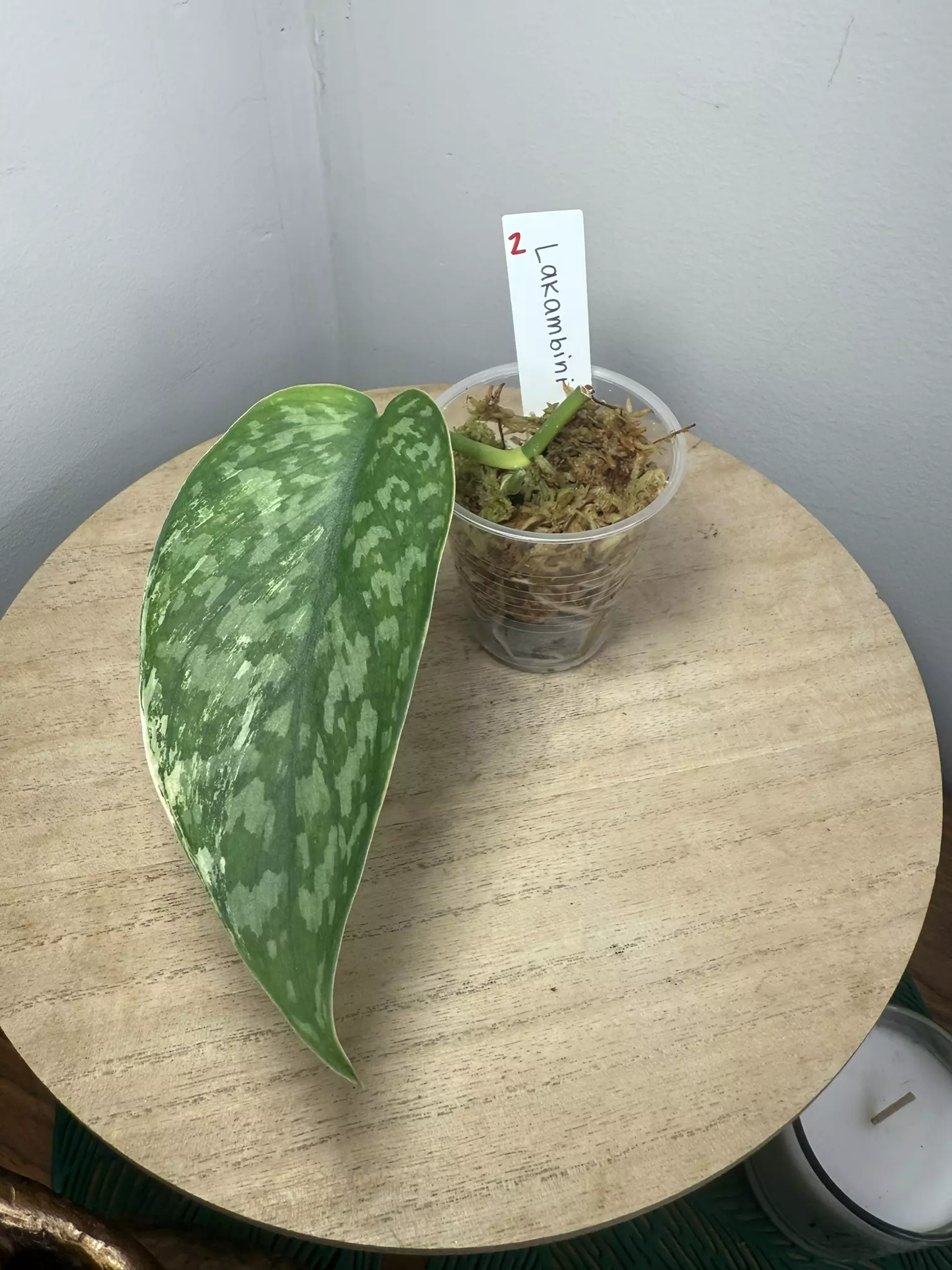plant/Lakimbini Scindapsus-0