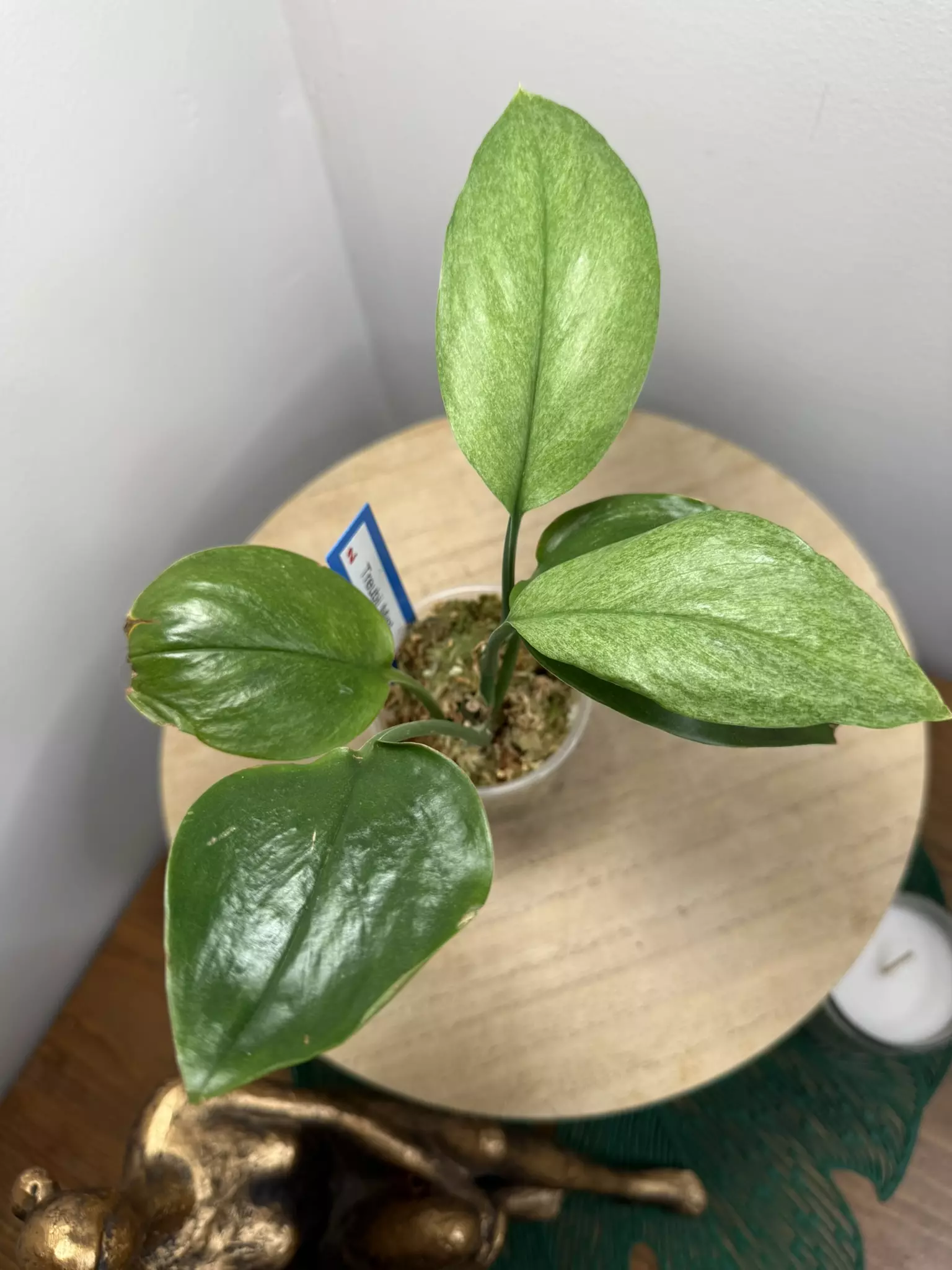 plant/Mint Treubii Scindapsus-0