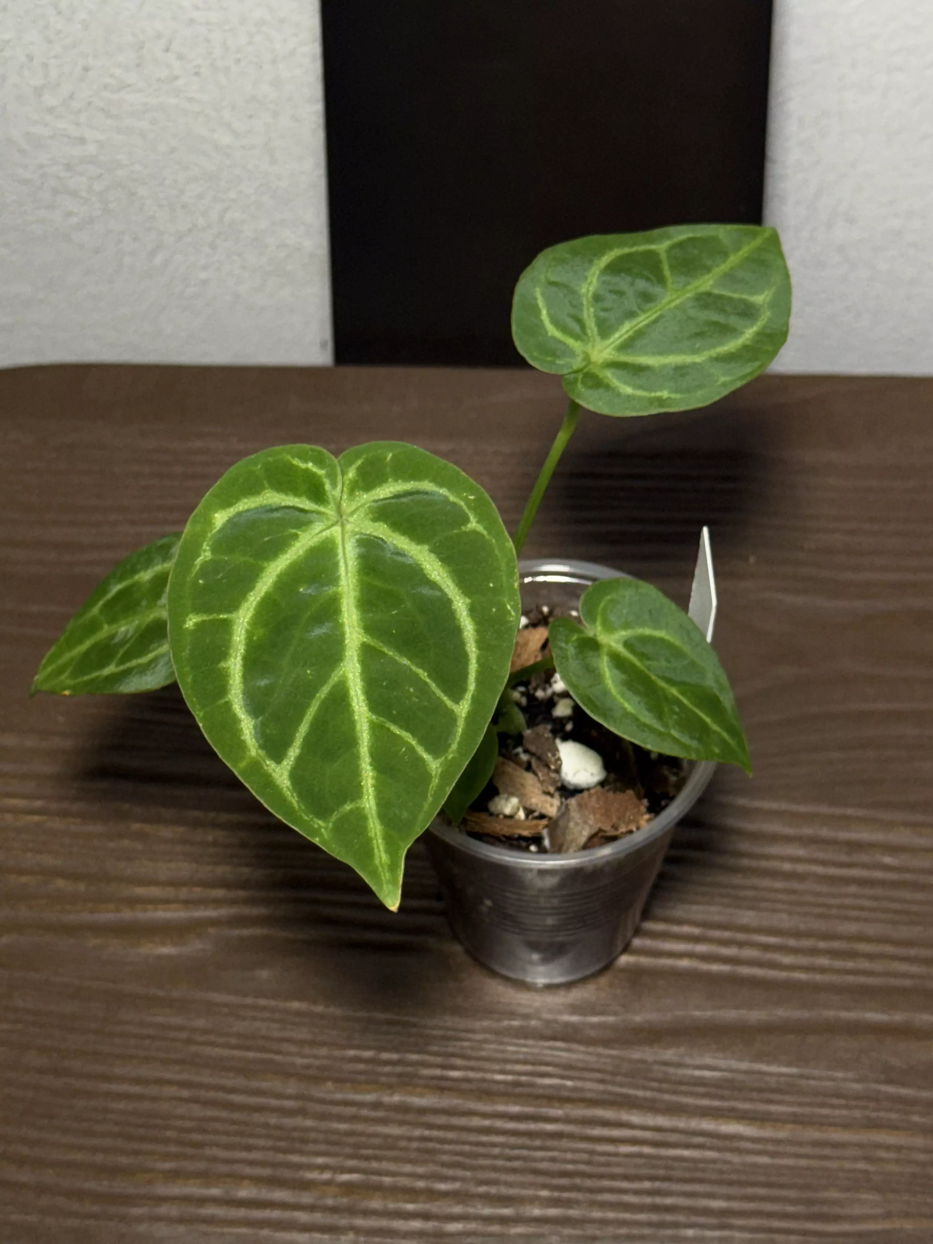 plant/Dorayaki X Pap/Wonderboy-0
