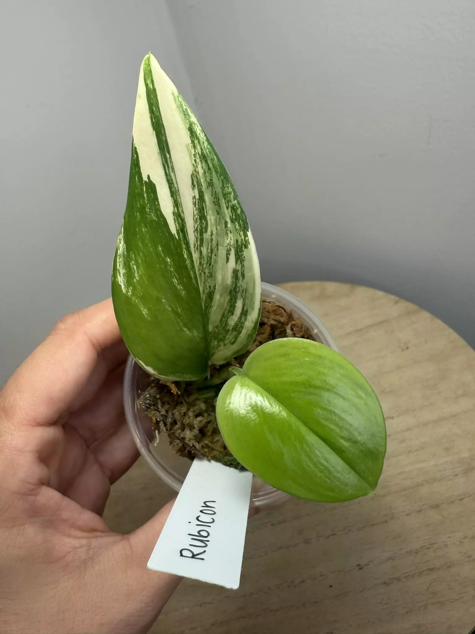 plant/Rubicon Scindapsus-0