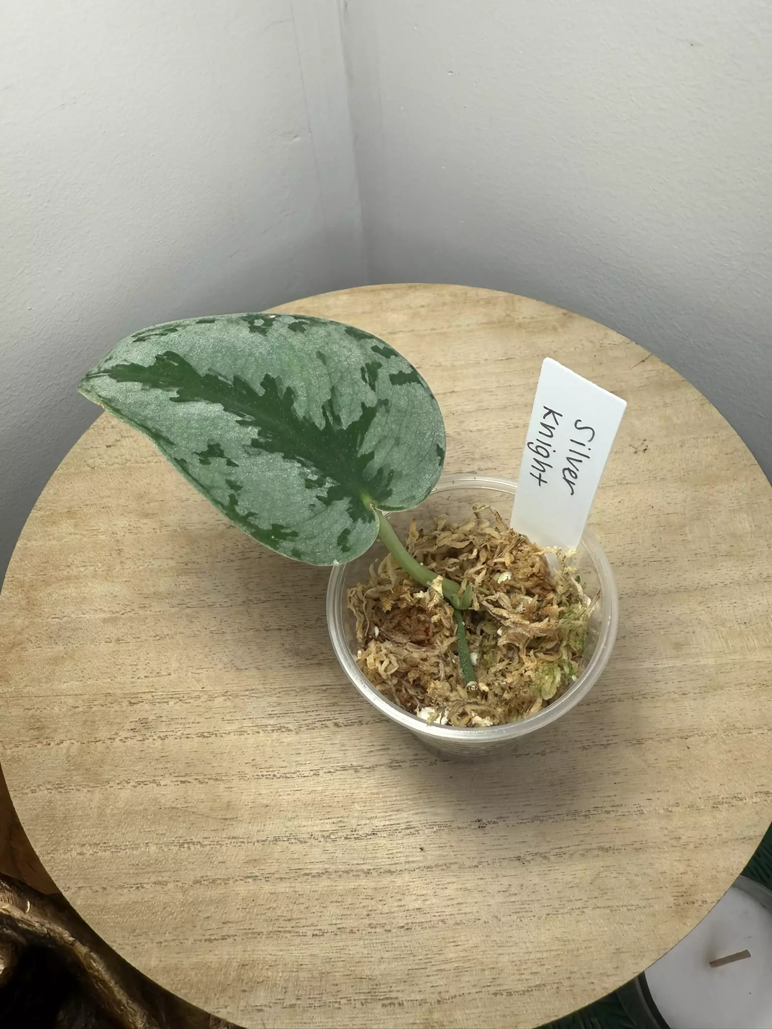 plant/Silver Knight Scindapsus-0