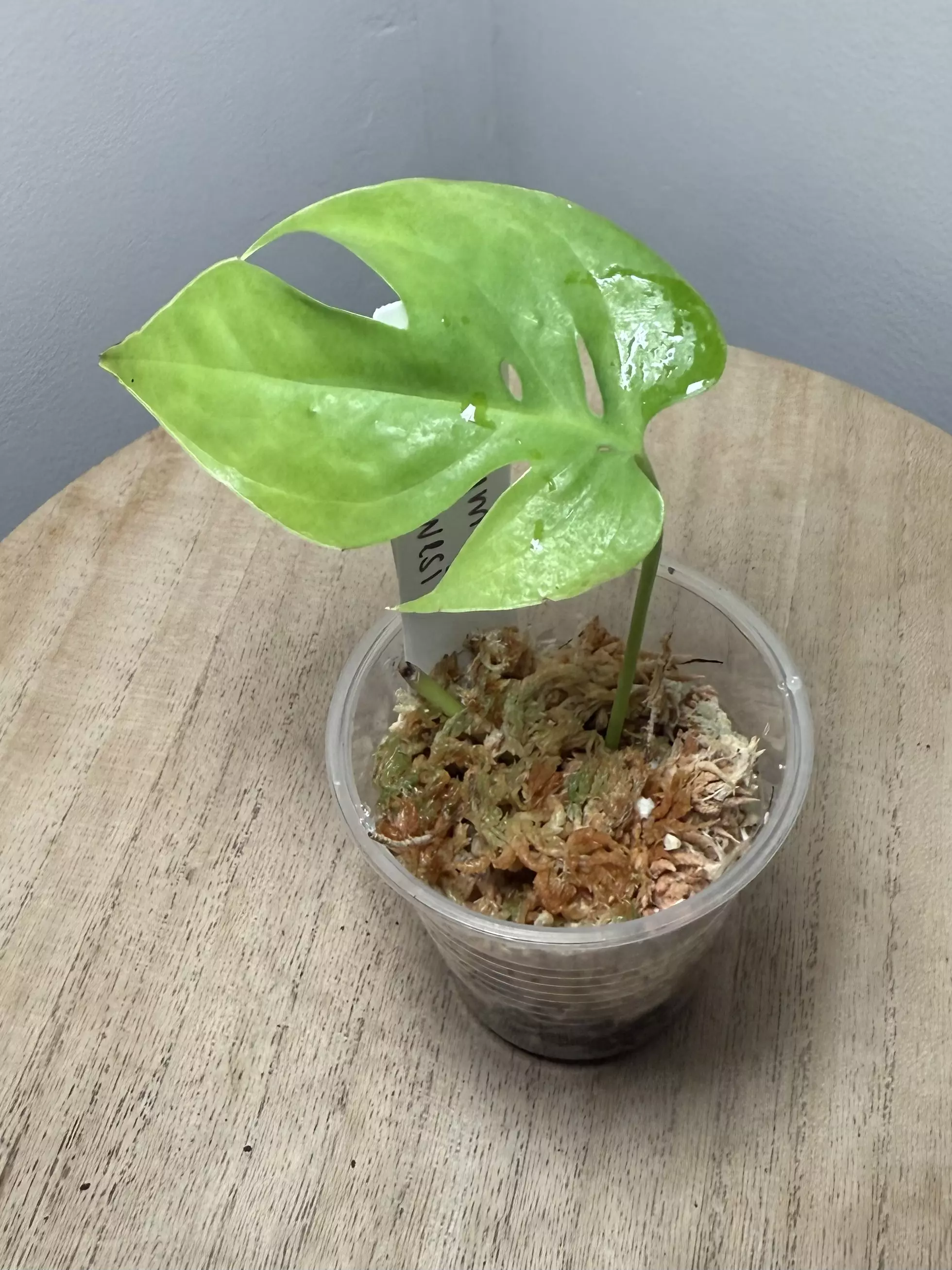 plant/Amydrium sp Sulawesi-0