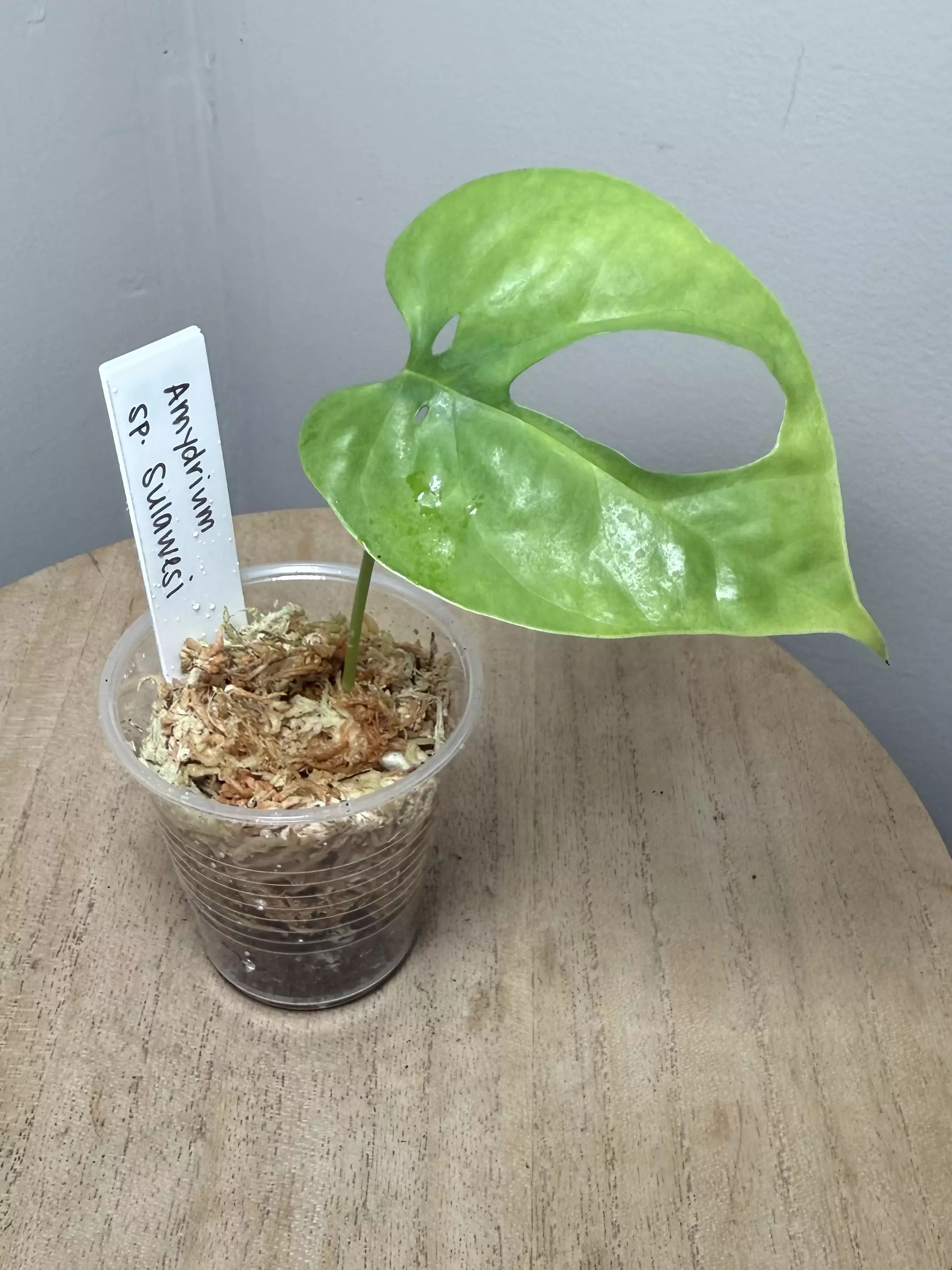 plant/Amydrium sp Sulawesi-0