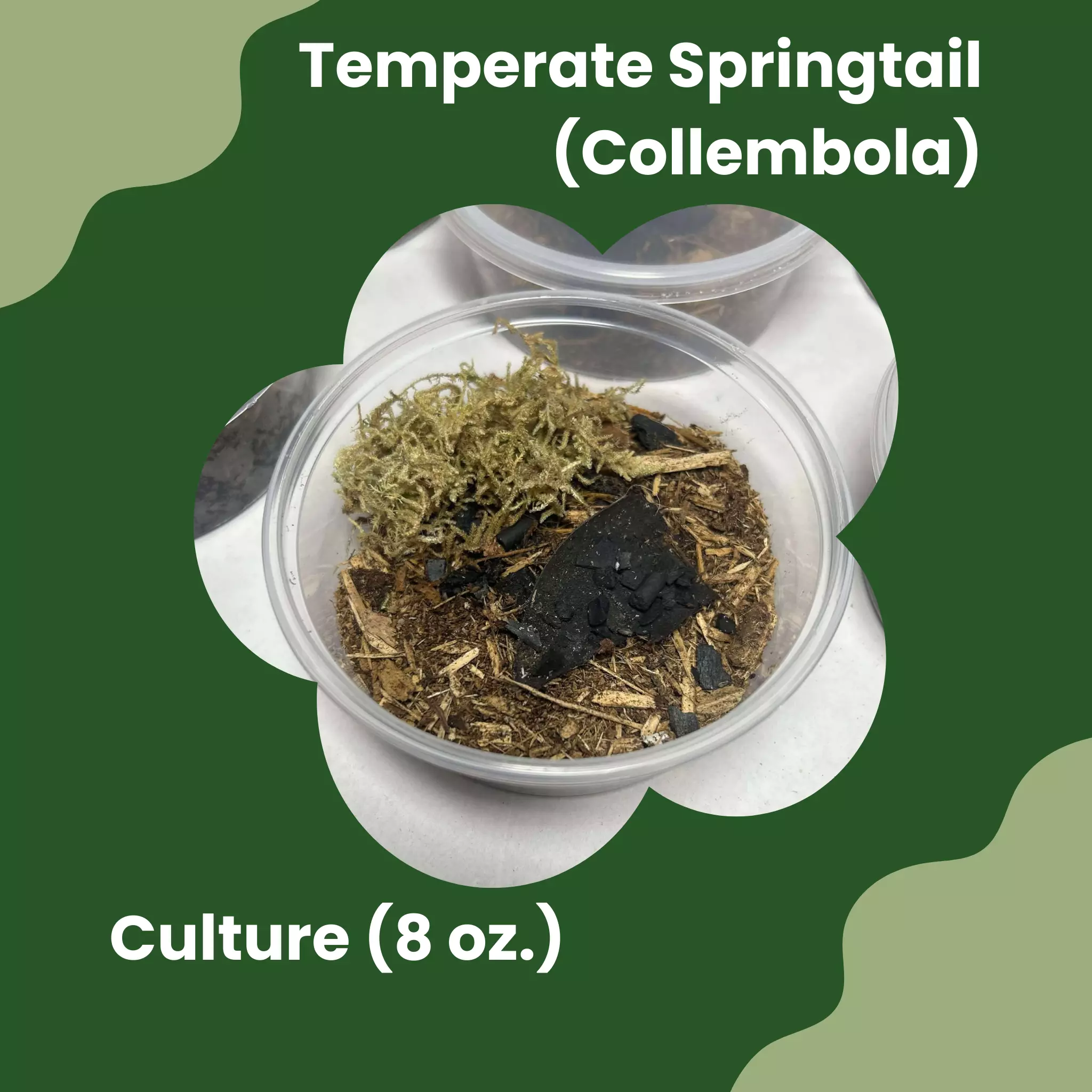 plant/8 oz Springtail Culture | Bioactive Clean-Up Crew-0