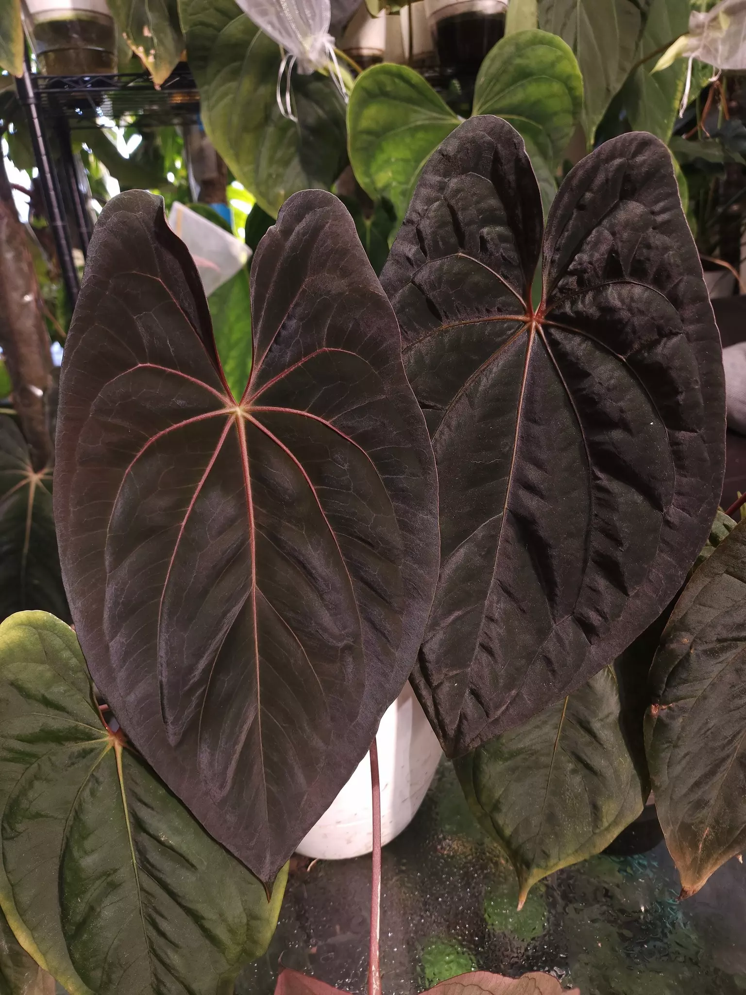 plant/Anthurium Red Vein Dupe Phoenix germinated seed-0