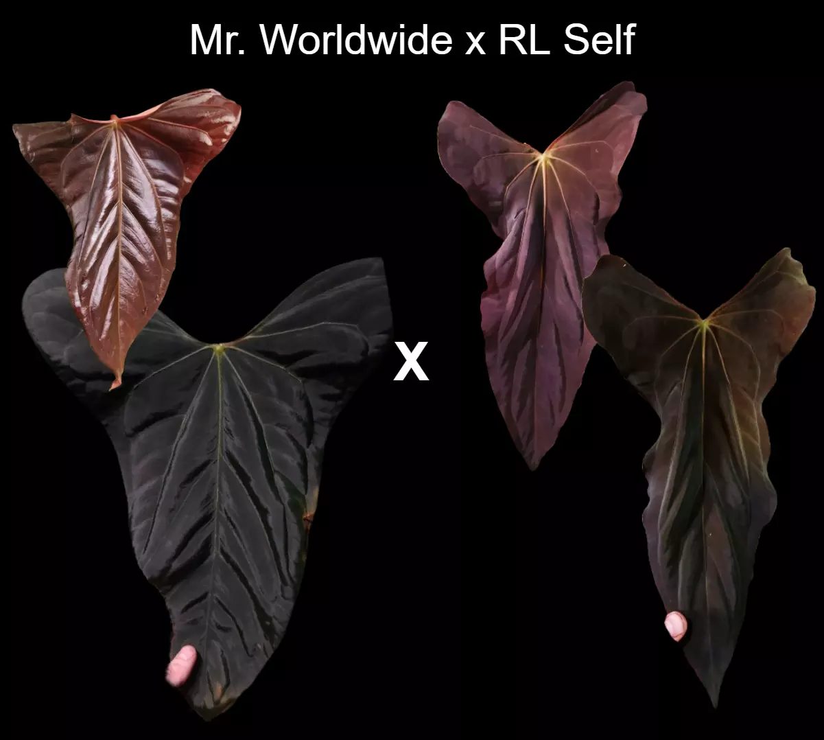 plant/Anthurium Mr.Worldwide x RL self papillilaminum wide sinus germinated seed-0