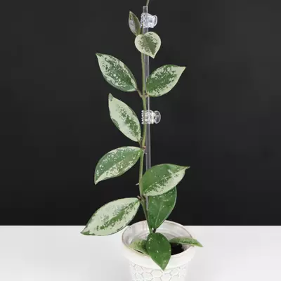plant/Hoya AH074; Carnosa Silver Moon-0-thumbnail