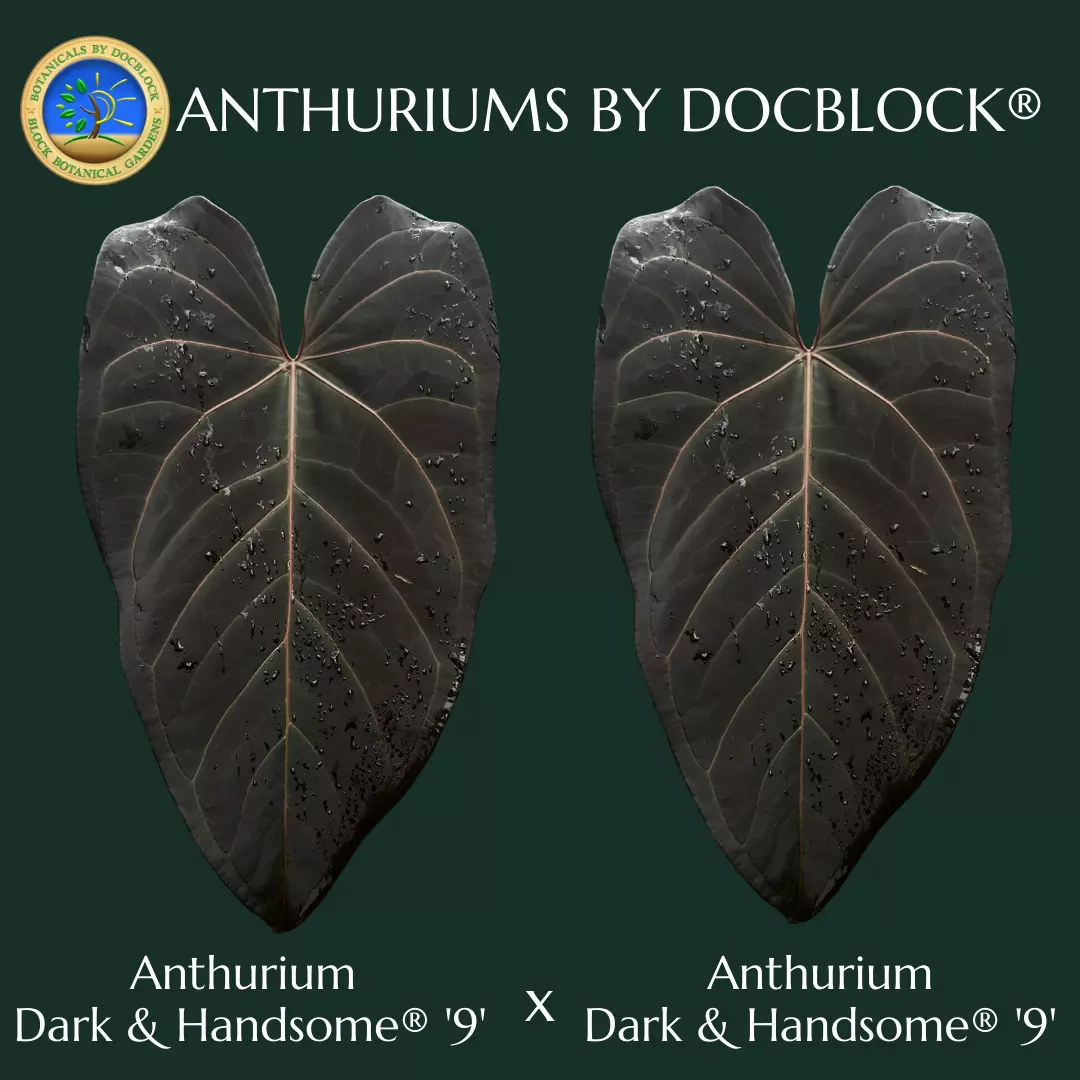 plant/Anthurium Dark & Handsome '9' x Dark & Handsome '9' by DocBlock® *Grower's Choice*-0