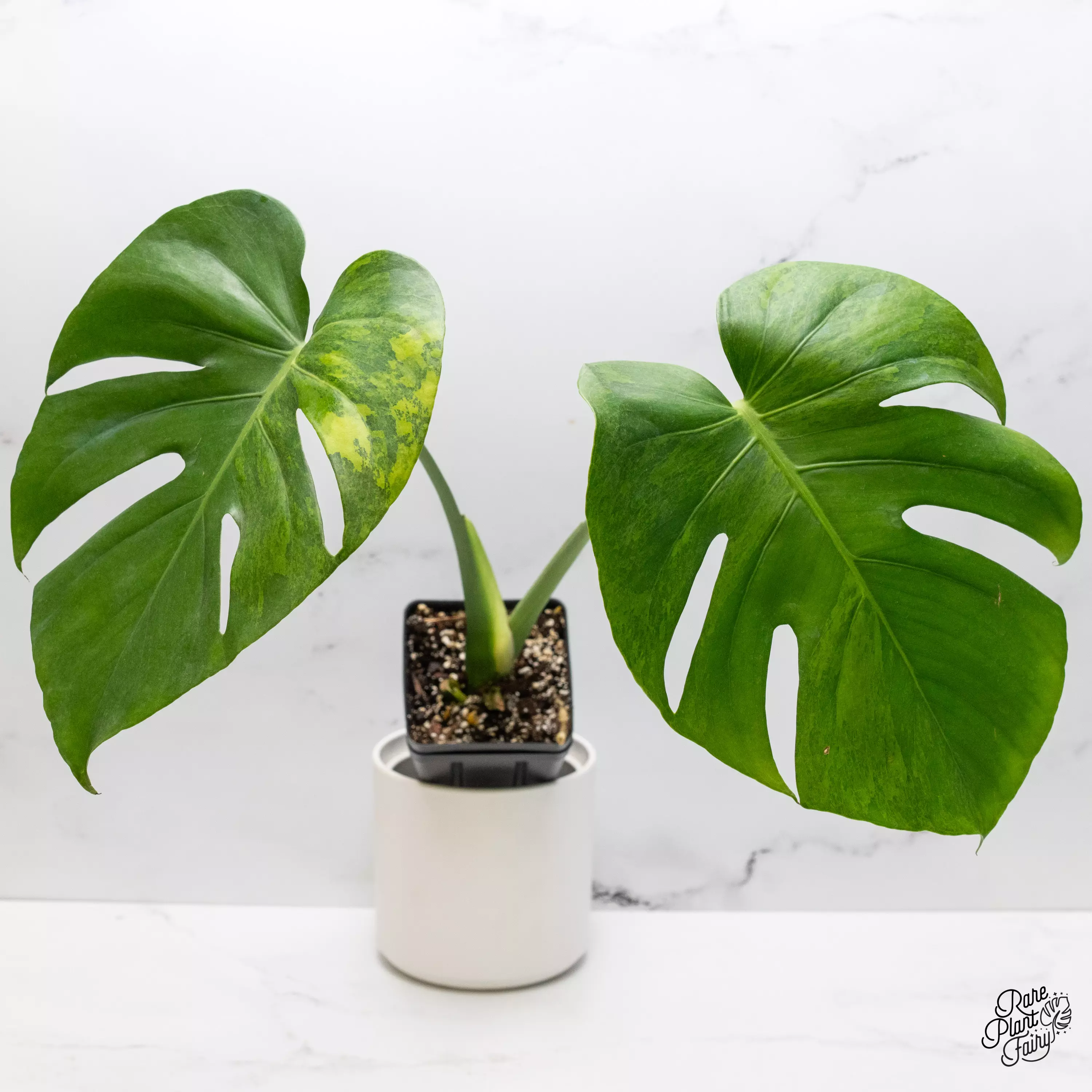 plant/Monstera Deliciosa 'Green on Green' (GOG) Variegated (Large Form) *Grower's Choice*-0
