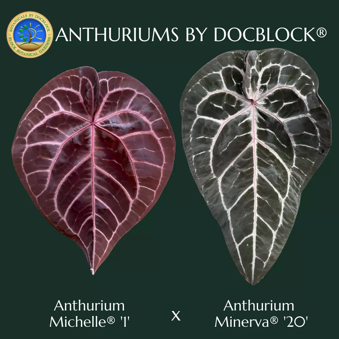 plant/Anthurium Michelle '1' x Minerva '20' by DocBlock® *Grower's choice*-0