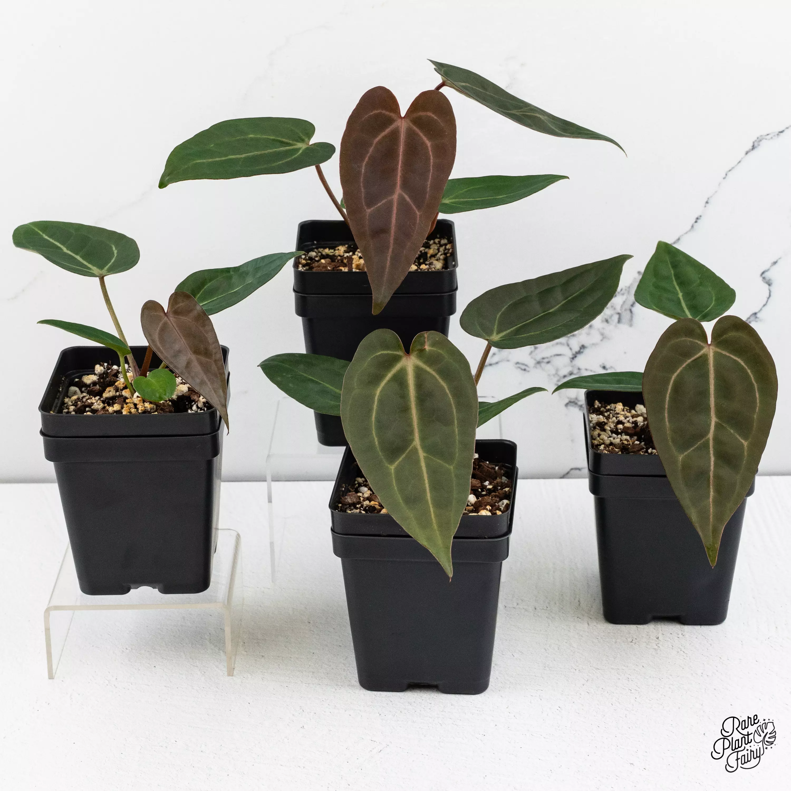 plant/Anthurium Zara '29' x Dark & Handsome '9' by DocBlock® *Grower's Choice*-0