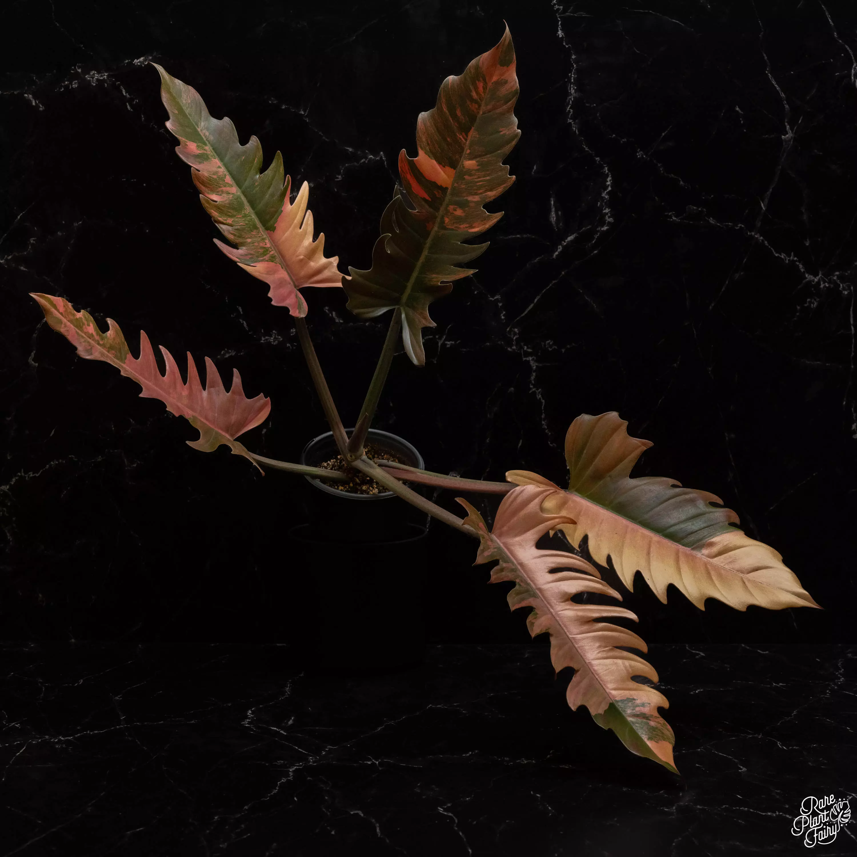 plant/Philodendron 'Caramel Marble' *Grower's choice*-0