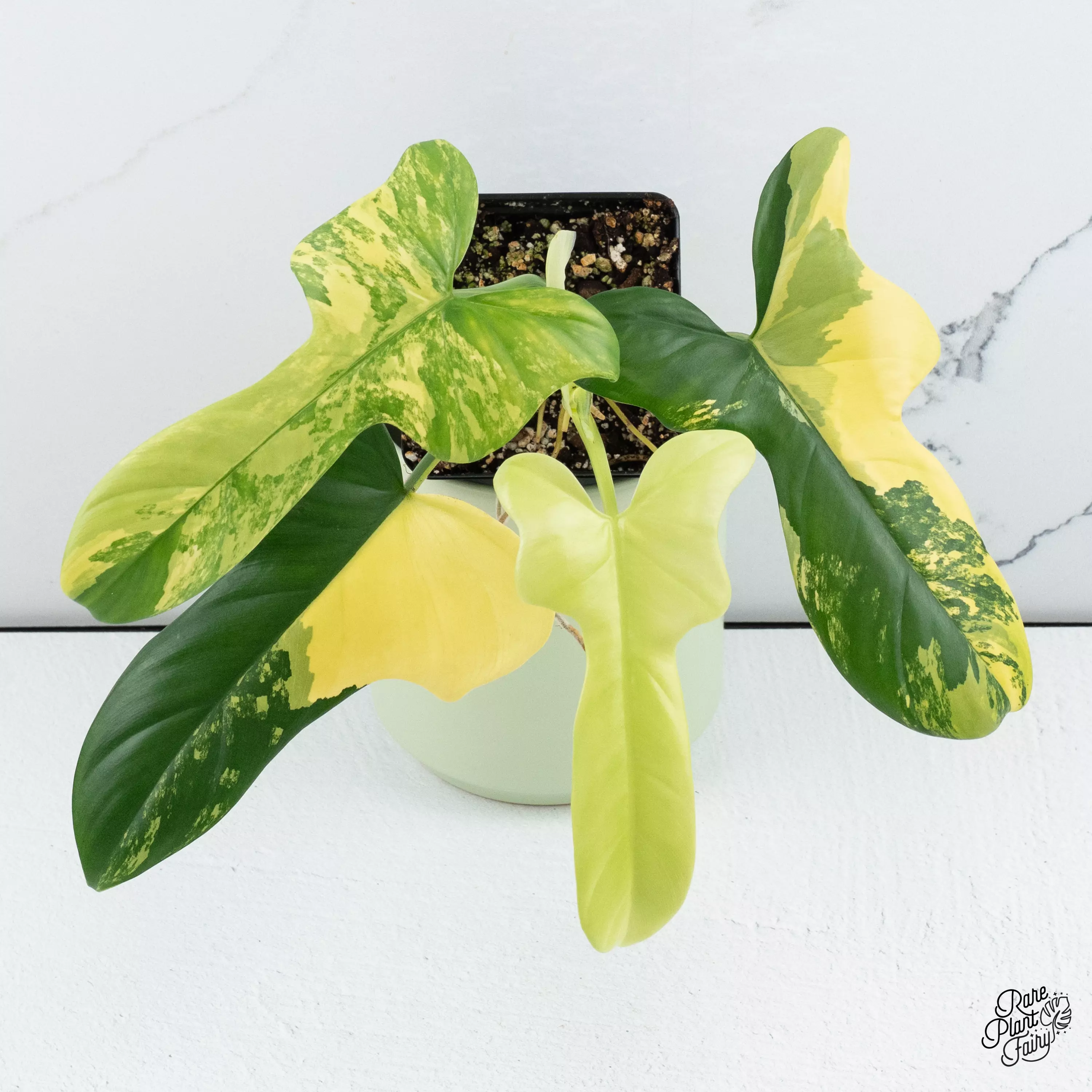 plant/Philodendron Bipennifolium Variegated 'Violin' *Grower's Choice*-0