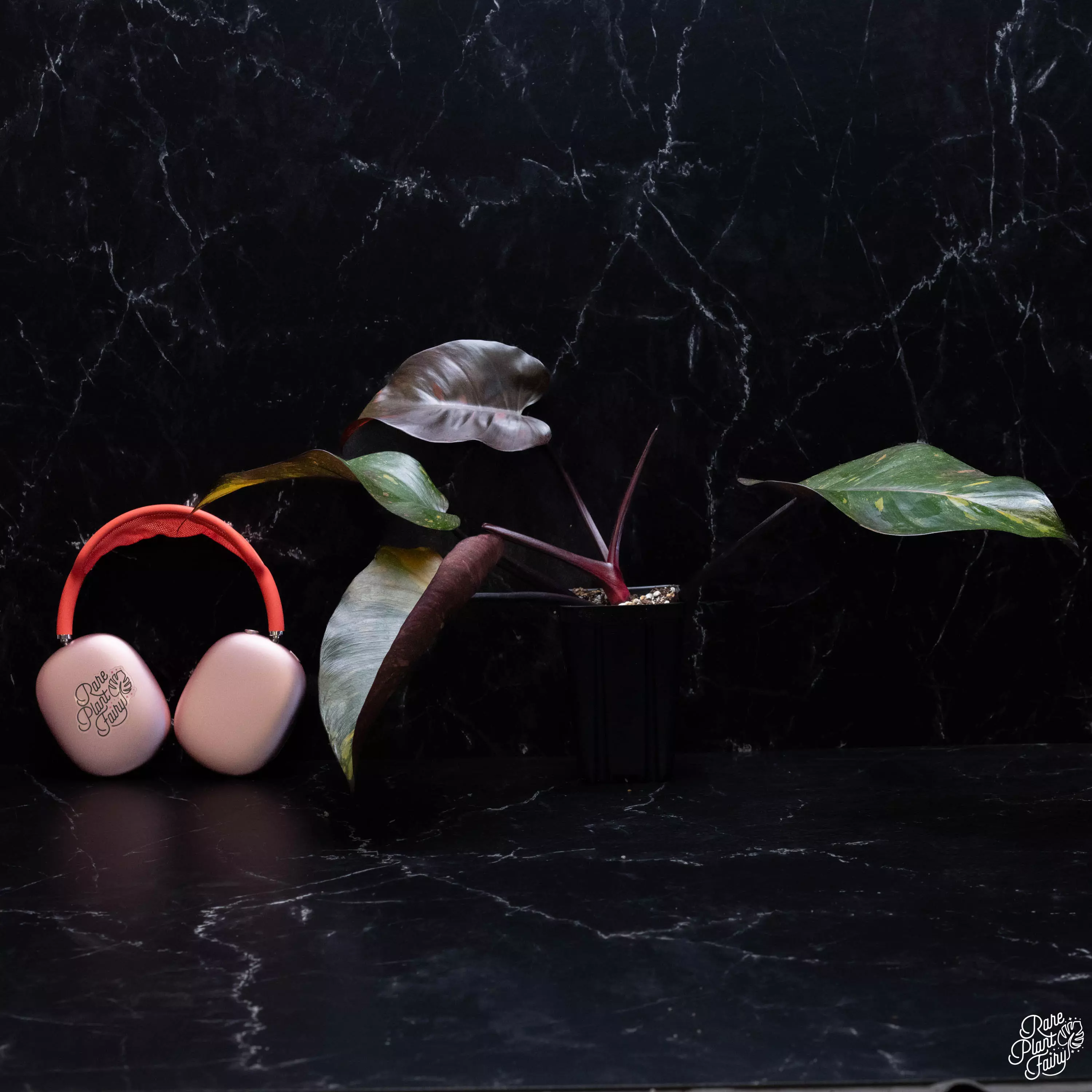 plant/Philodendron 'Orange Princess' *Grower's choice*-0