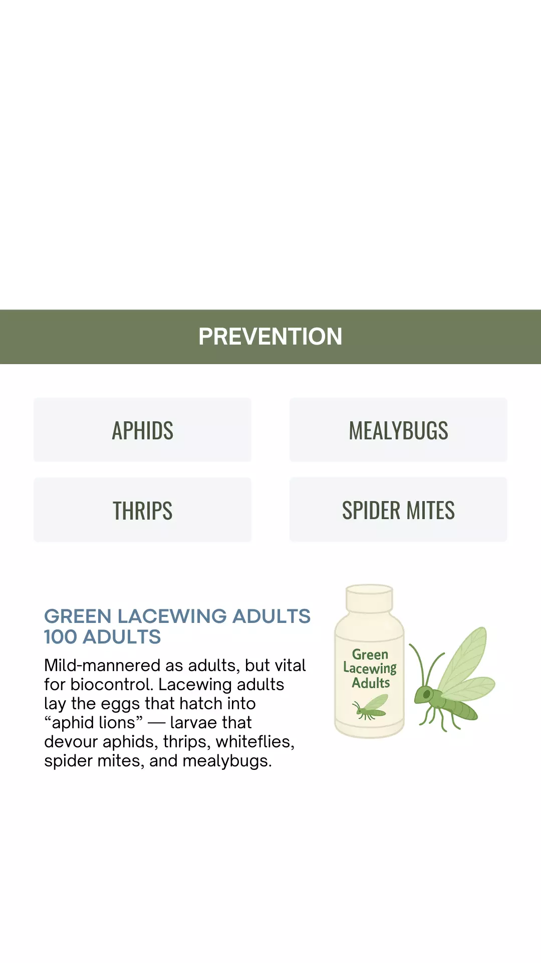 plant/Green Lacewing Adults - Generalist-0