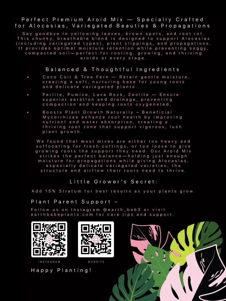 plant/🌱 Aroid Alocasia Mix  "JUNGLE CRACK" 🌱6QT-1