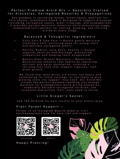 plant/🌱 Aroid Alocasia Mix  "JUNGLE CRACK" 🌱6QT-1-thumbnail