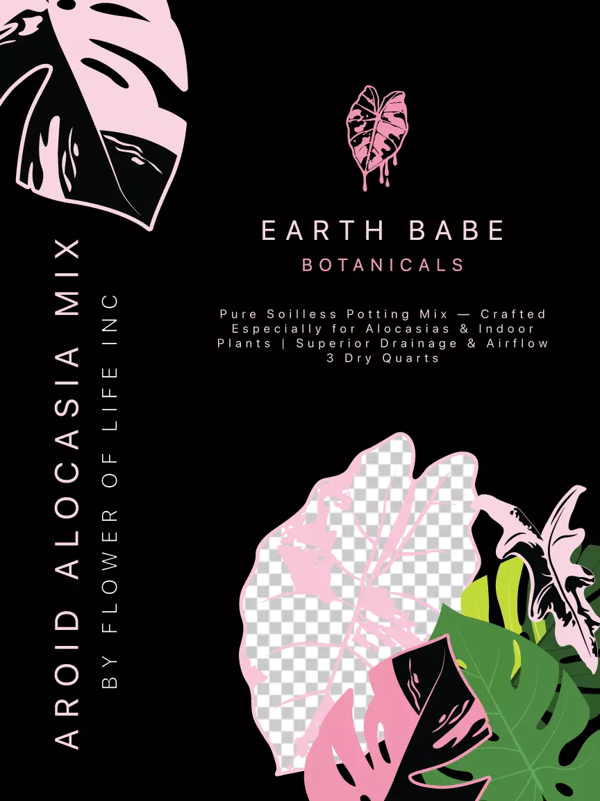 plant/🌱 Aroid Alocasia Mix  "JUNGLE CRACK" 🌱6QT-0