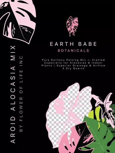 plant/🌱 Aroid Alocasia Mix  "JUNGLE CRACK" 🌱6QT-0-thumbnail