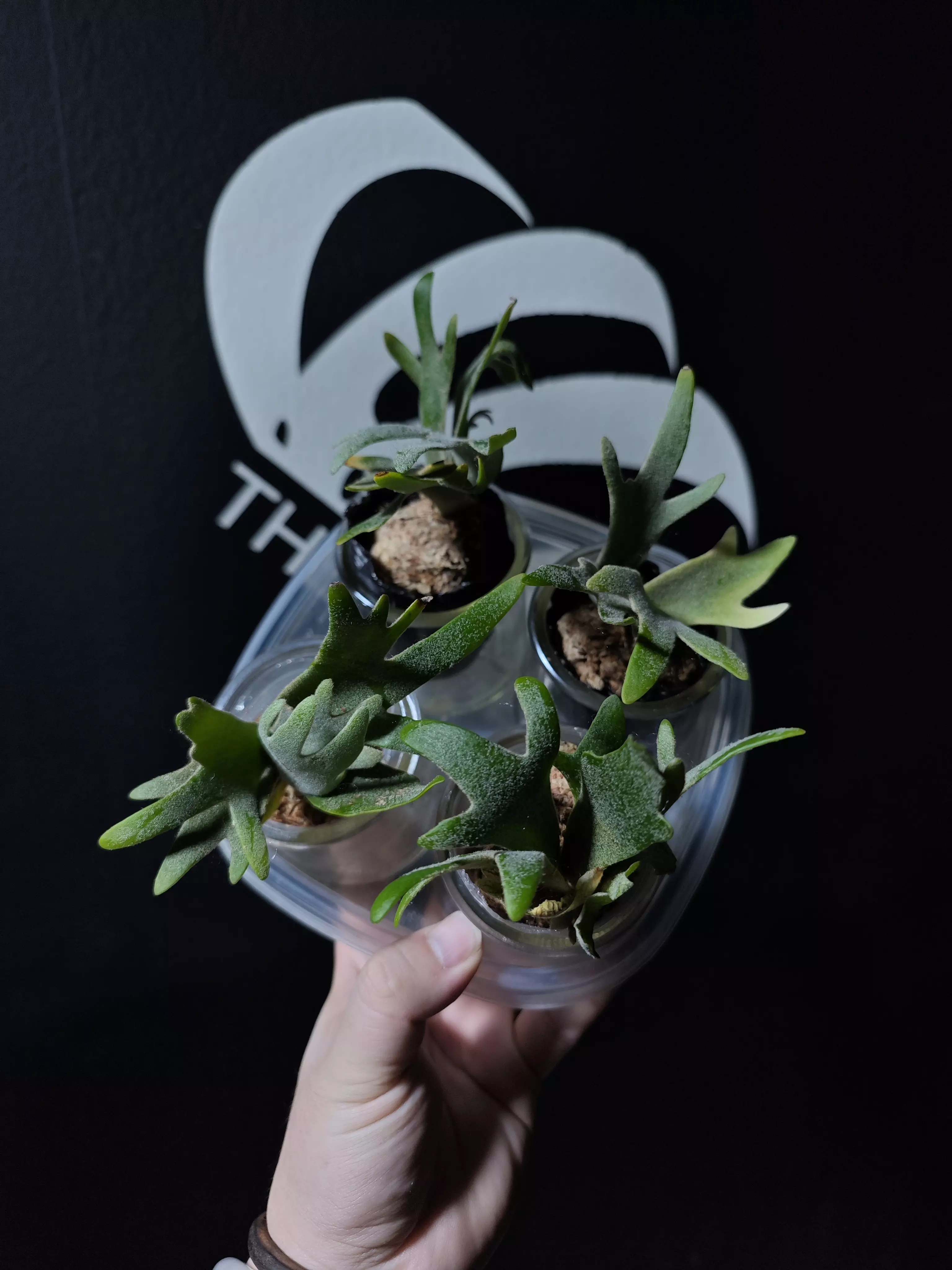 plant/Platycerium Willinckii Dwarf Bacteria x Jade Gril Bundle-0