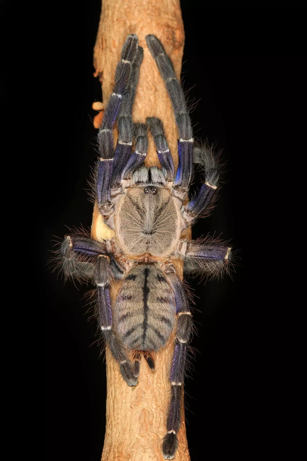 plant/$ 150 Retail Ornithoctoninae sp. "Phan Cay Blue" (True Blue Locality Spider) 1-1.5"-0